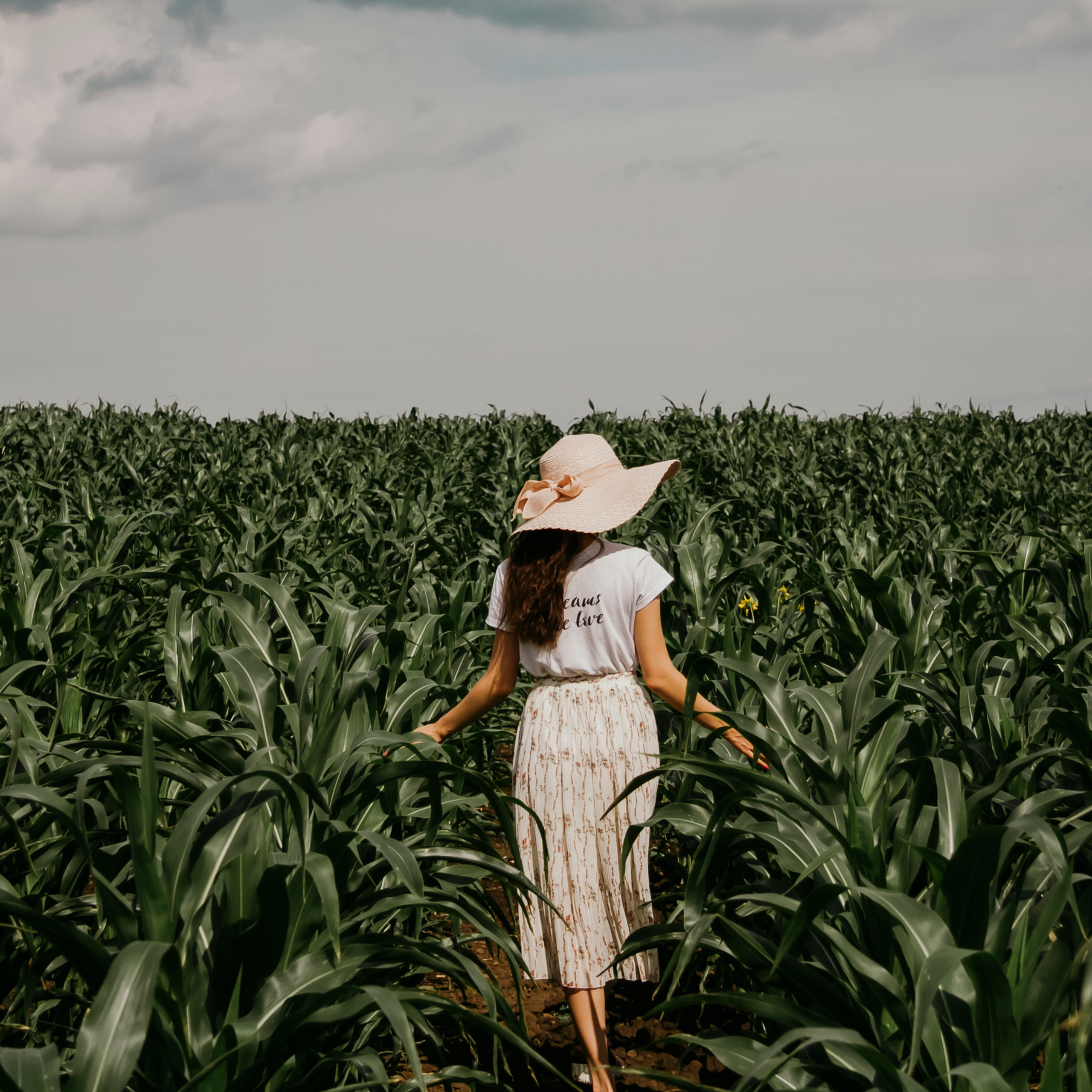 Кукурузные поля (август 2019)