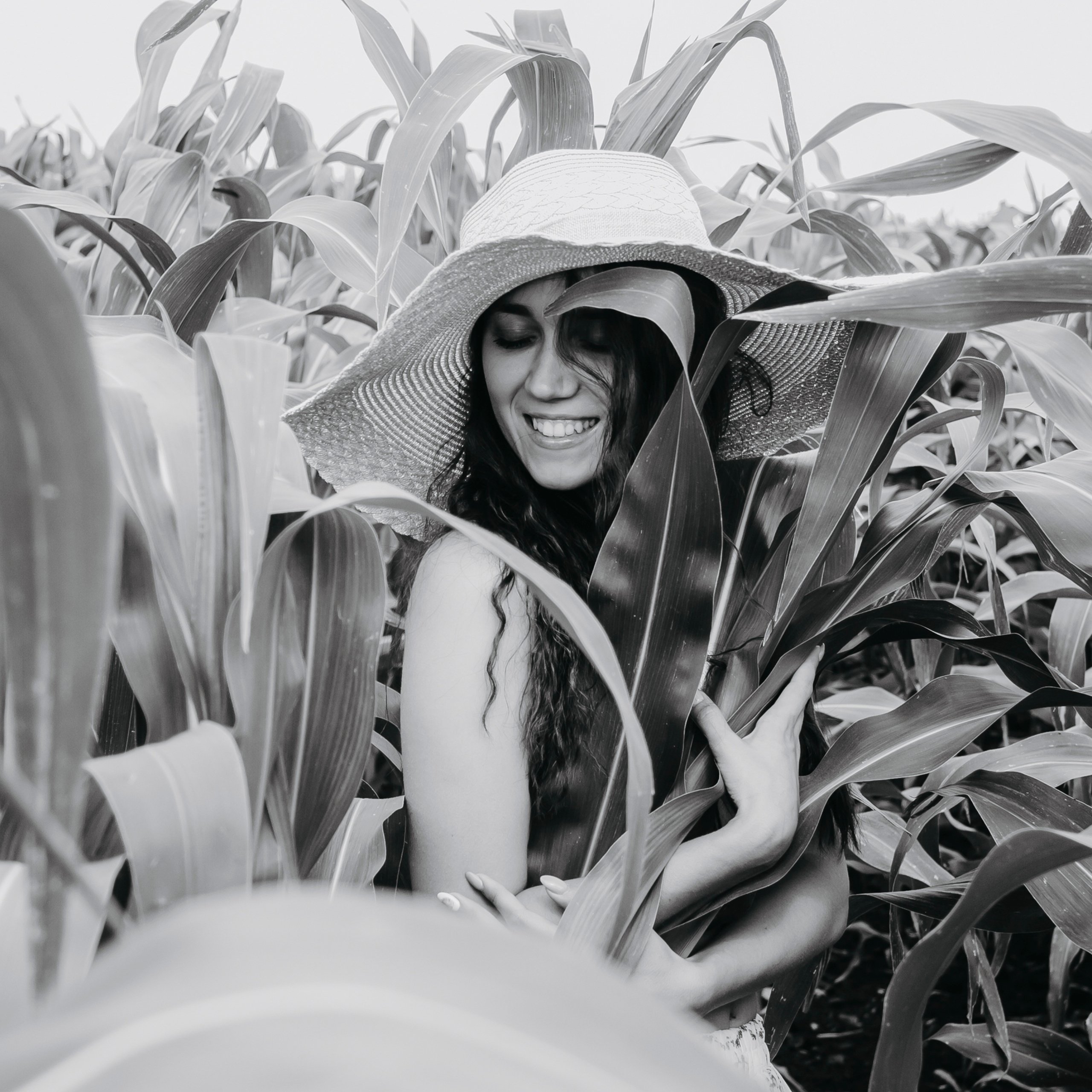 Кукурузные поля (август 2019)