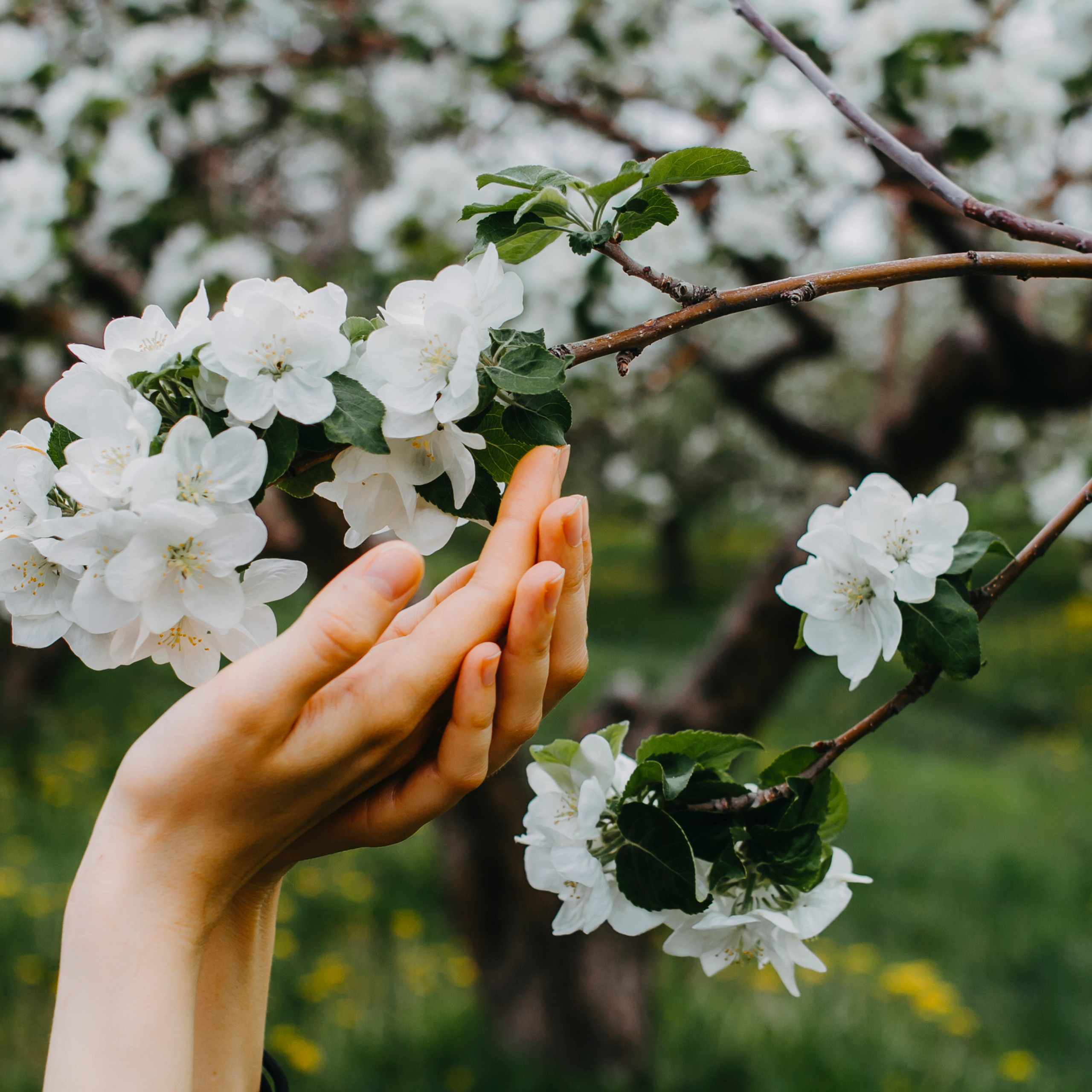 Хвалынские яблоневые сады (май 2019)