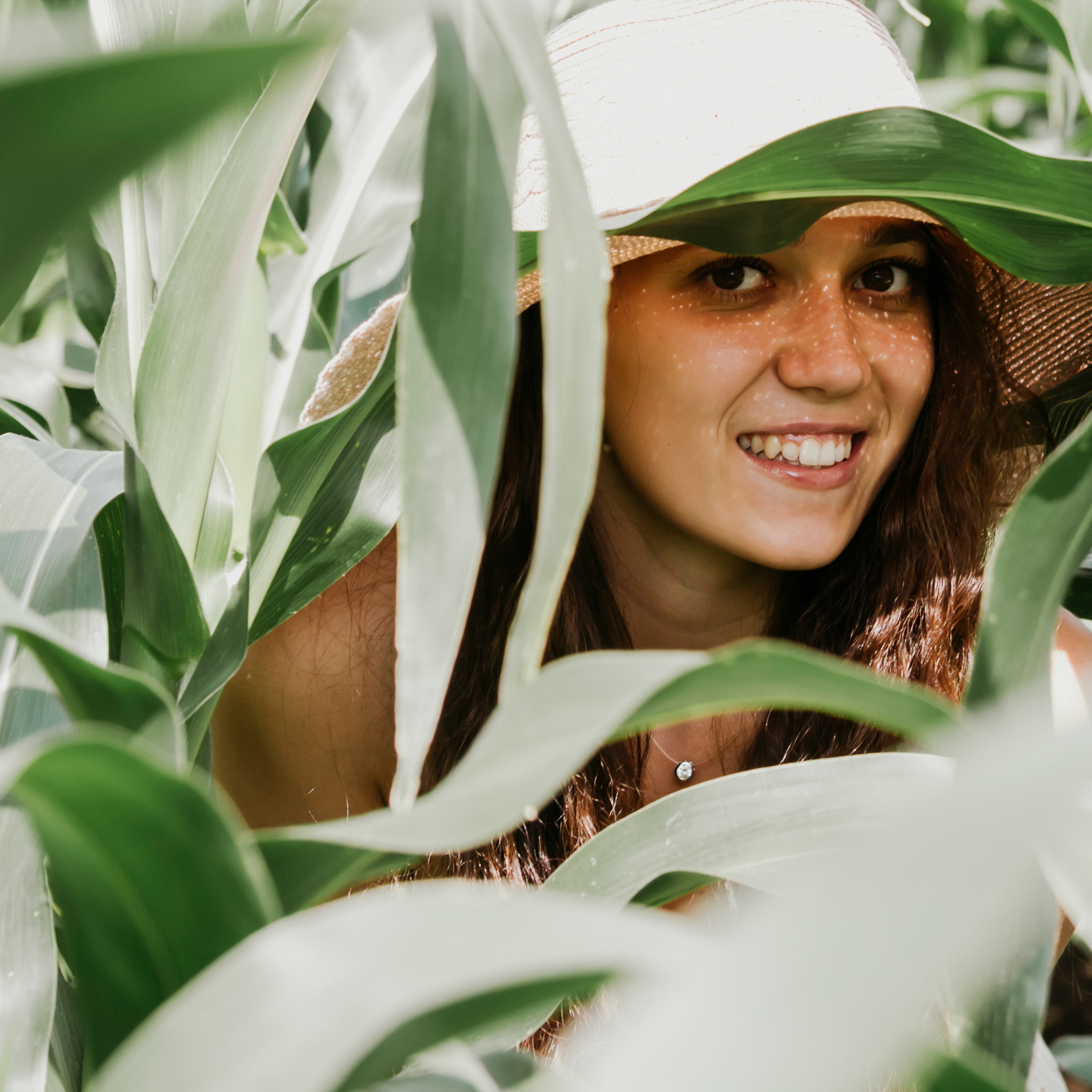 Кукурузные поля (август 2019)