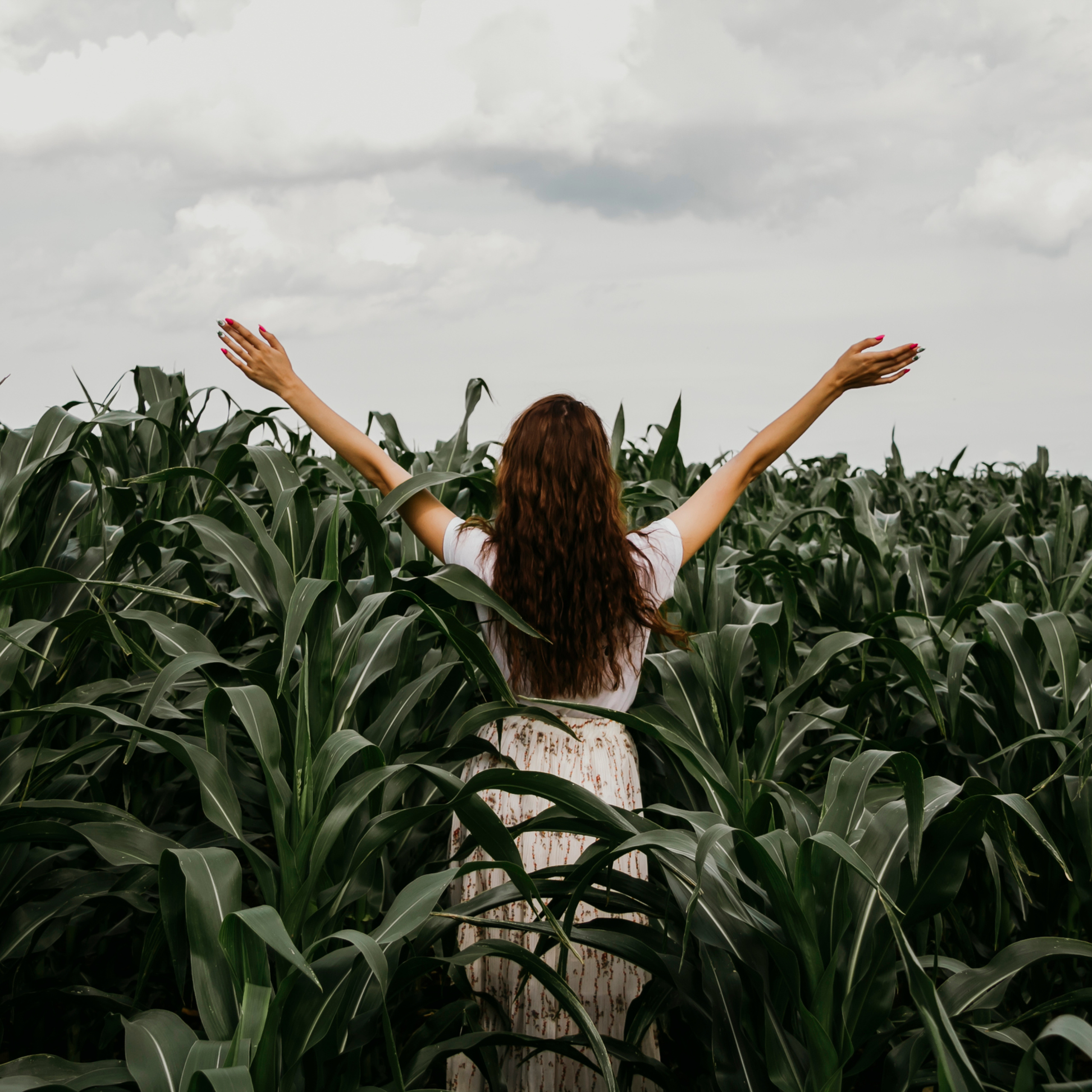 Кукурузные поля (август 2019)