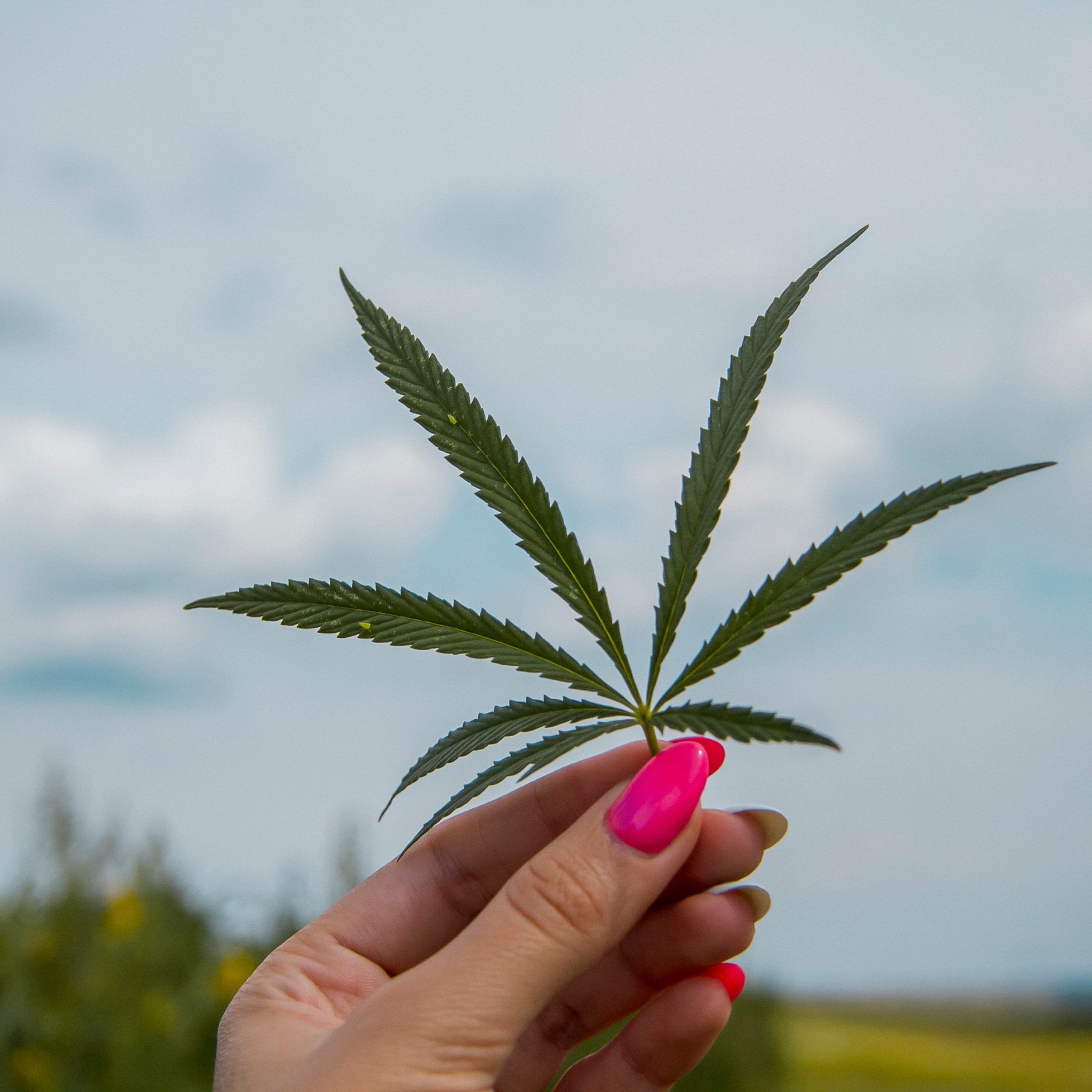 Кукурузные поля (август 2019)