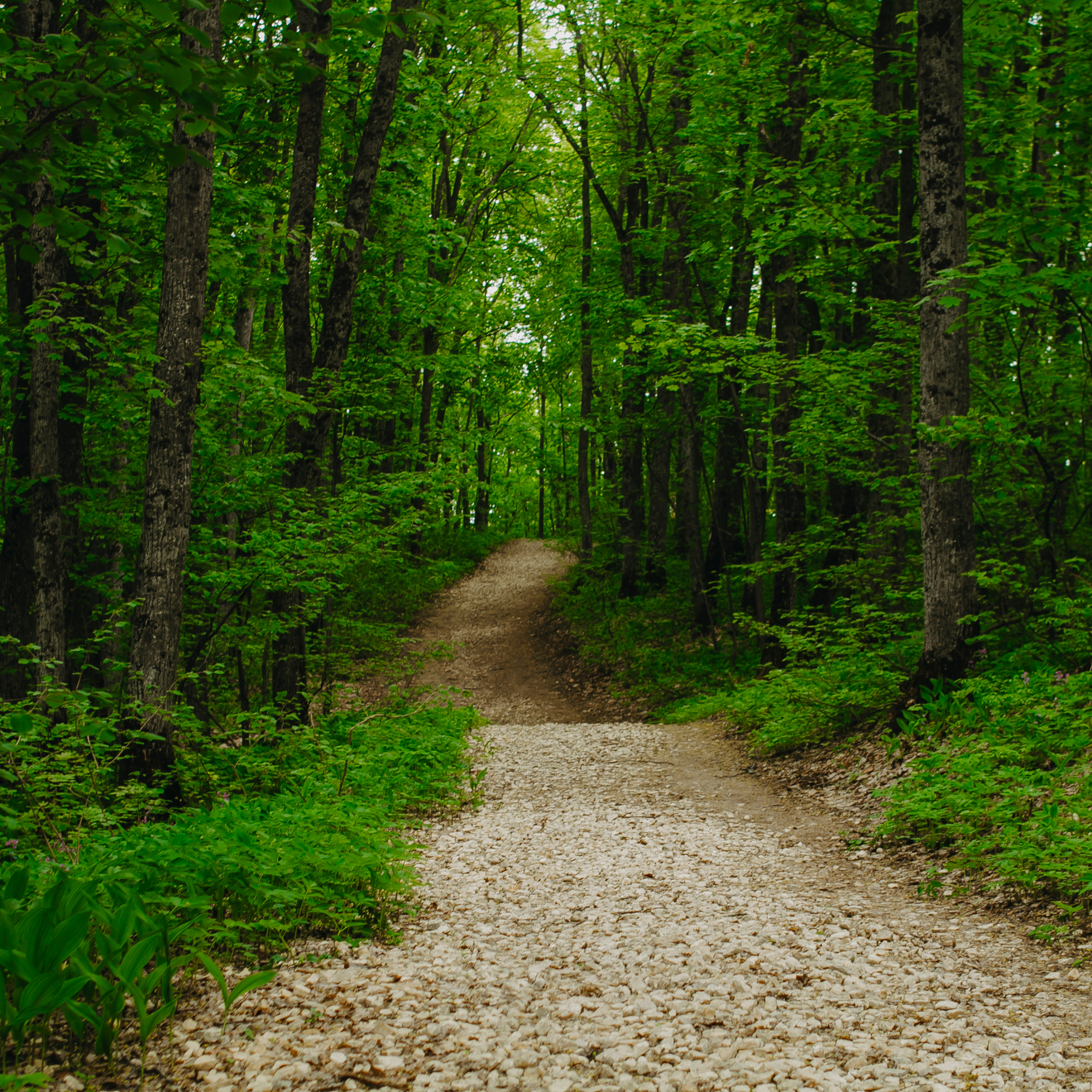 Хвалынские яблоневые сады (май 2019)