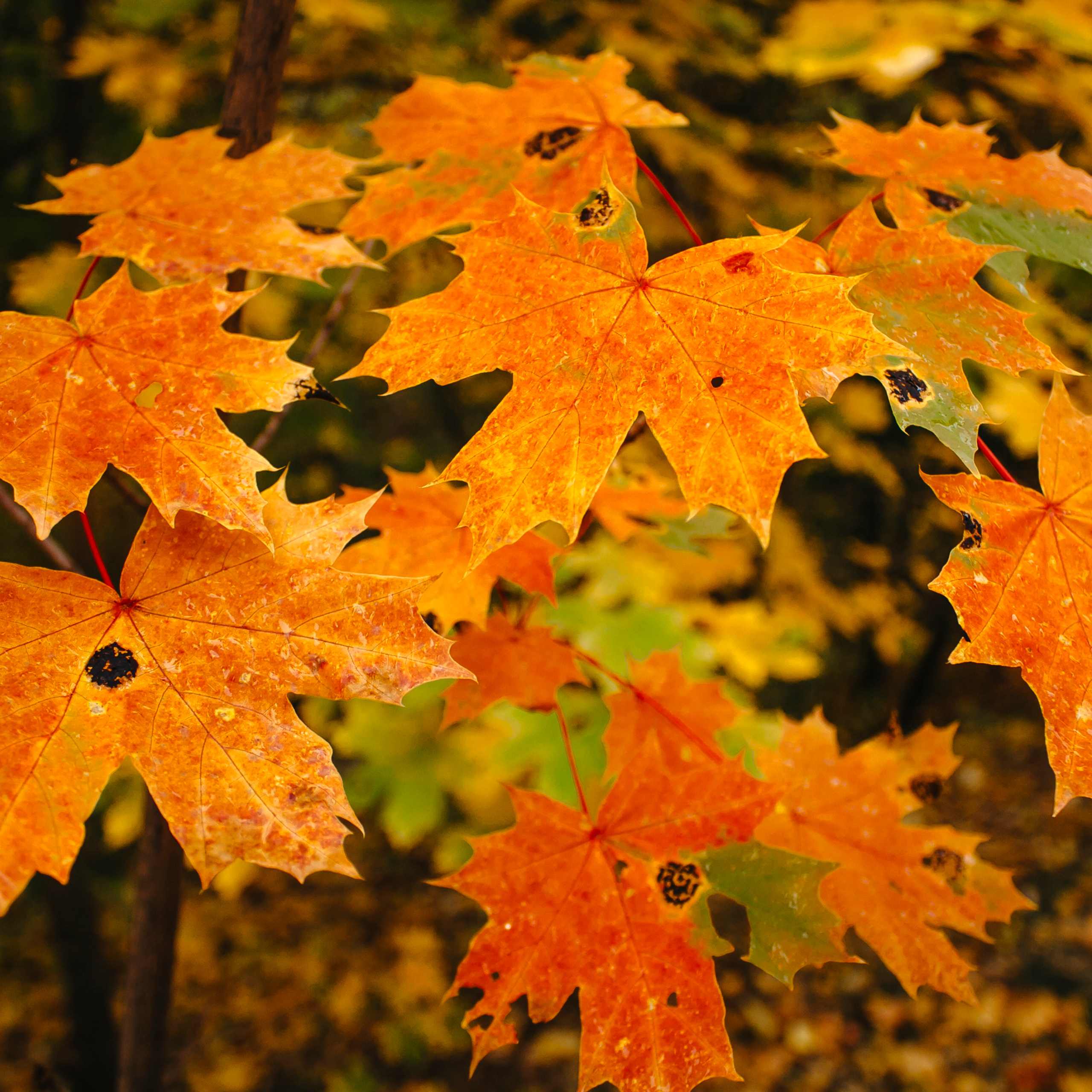 Хвалынский меловой карьер (сентябрь 2019)