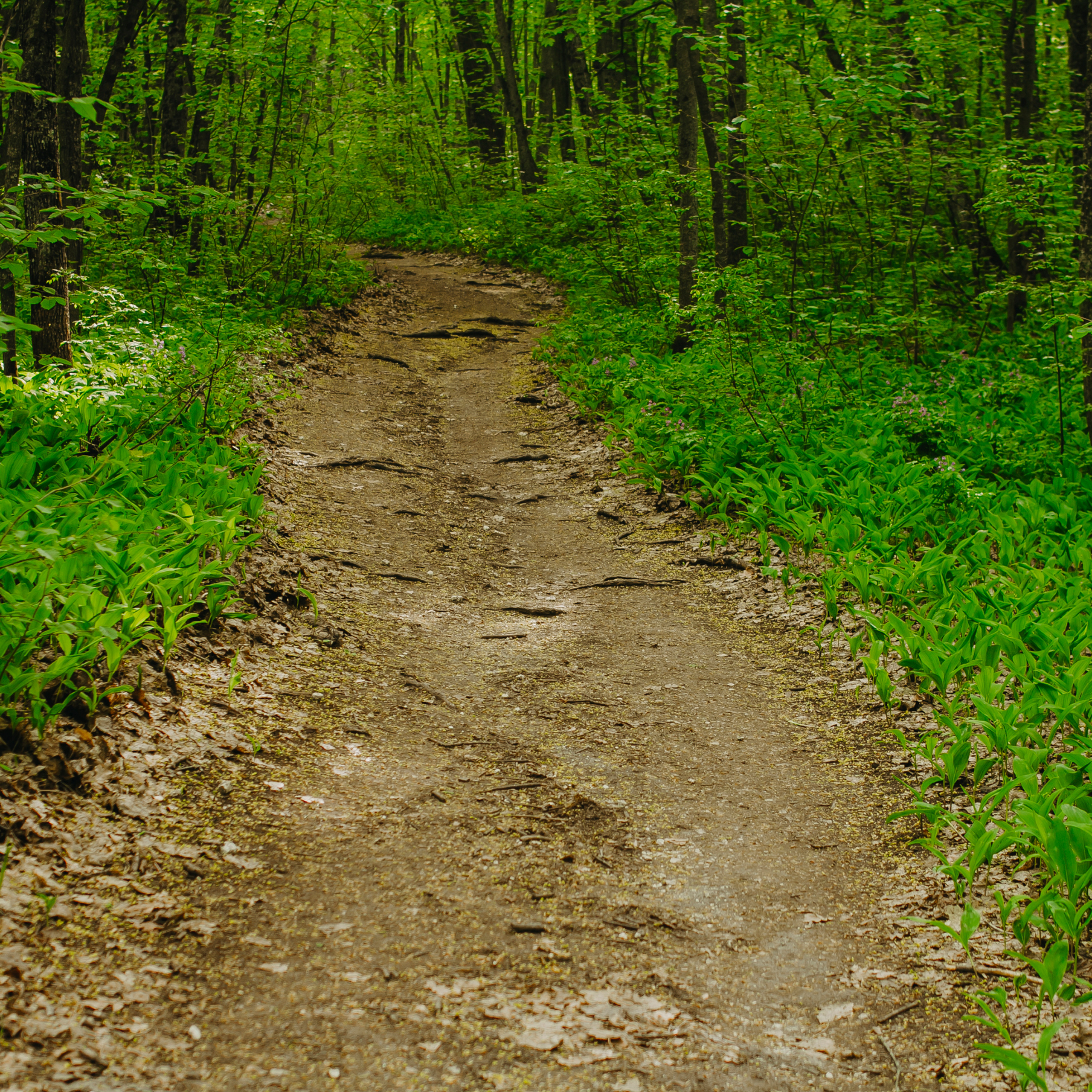 Хвалынские яблоневые сады (май 2019)