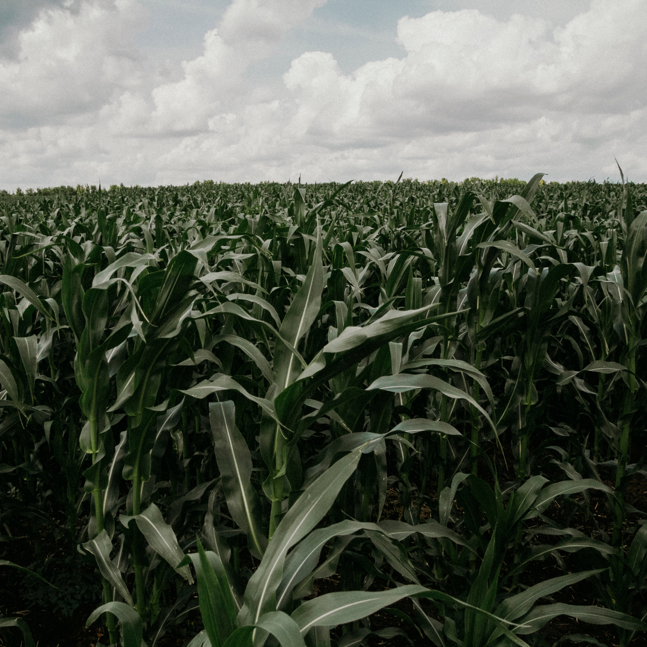 Кукурузные поля (август 2019)