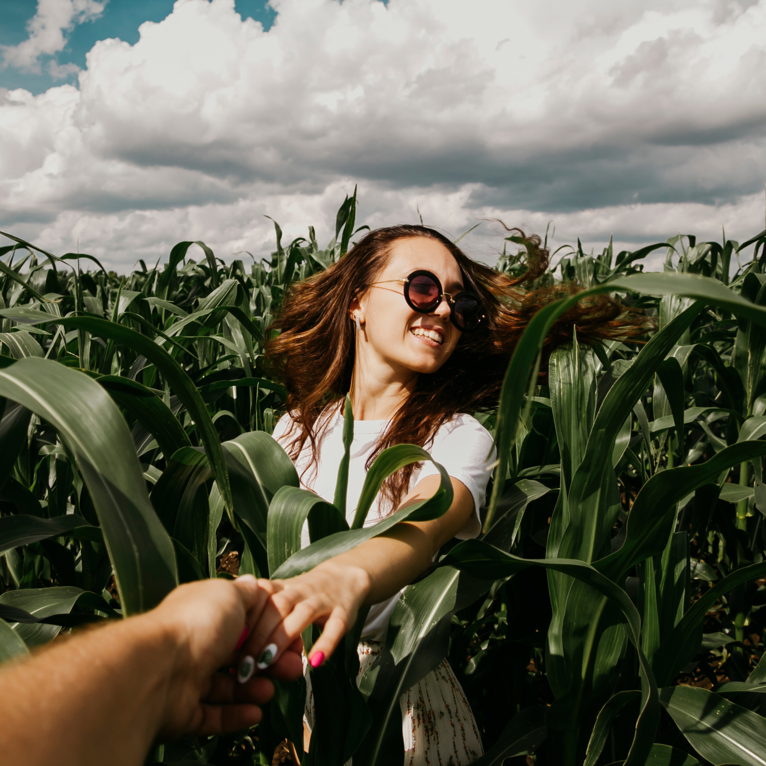 Кукурузные поля (август 2019)