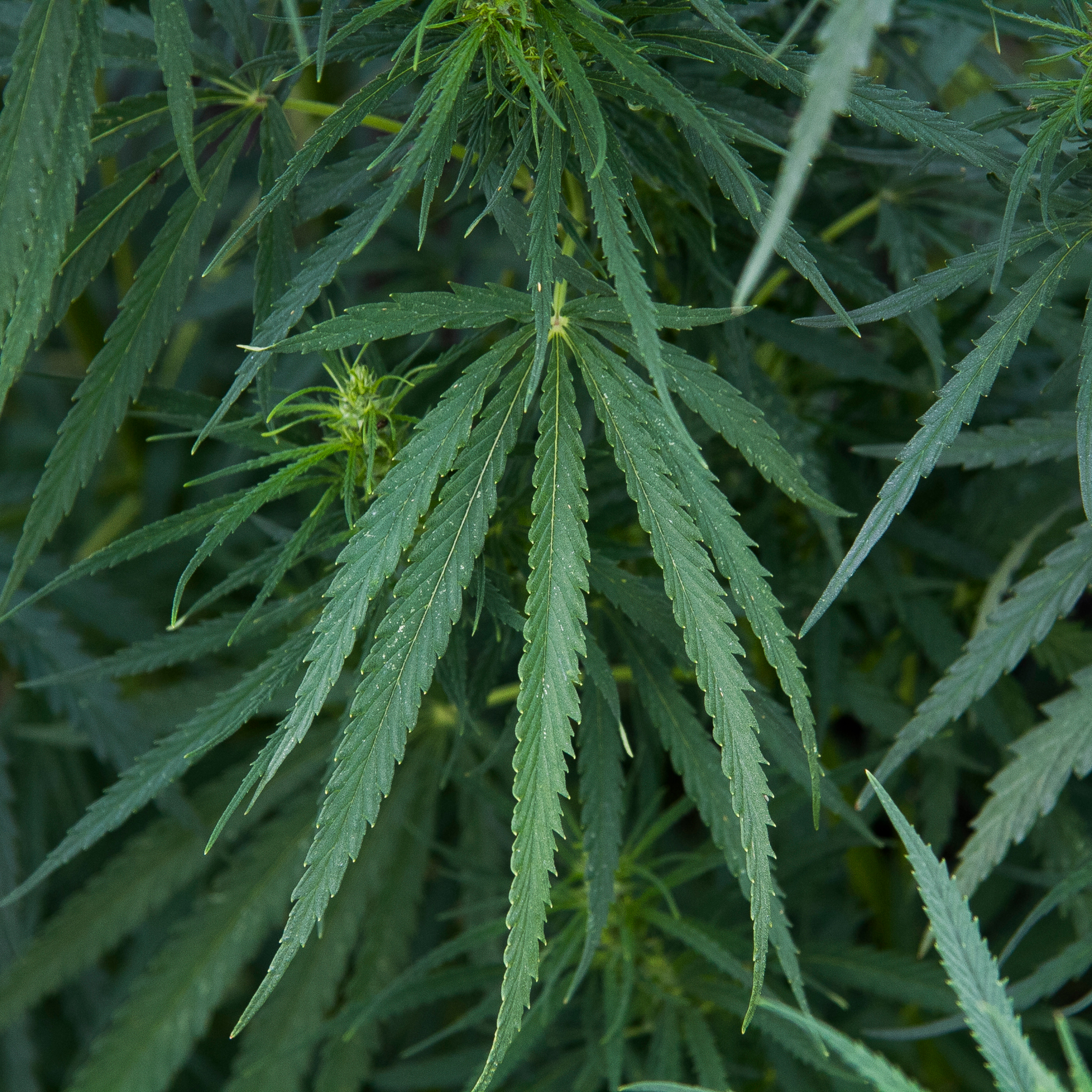 Кукурузные поля (август 2019)