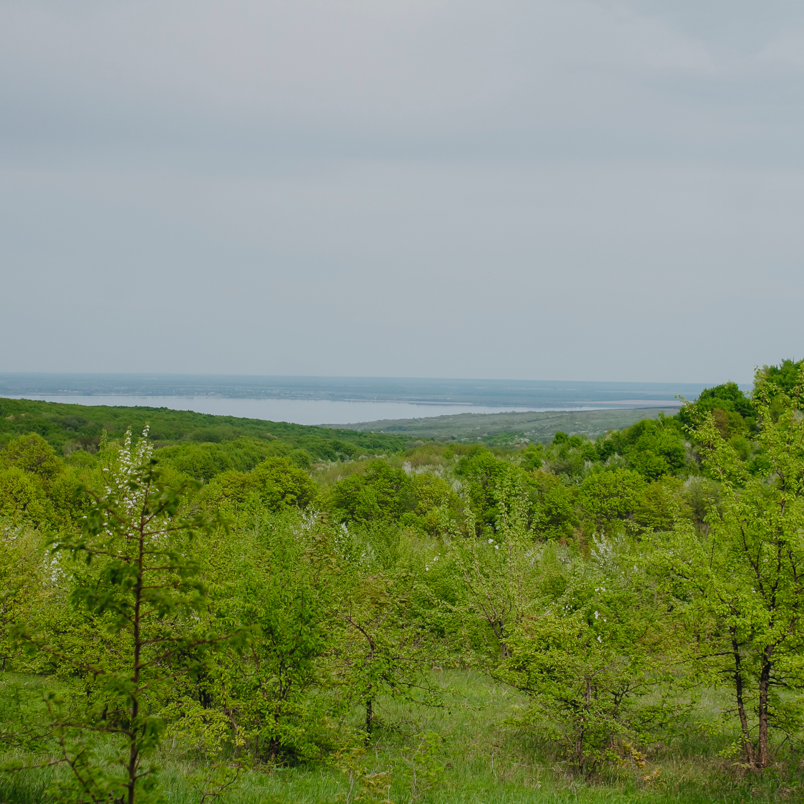 Хвалынские яблоневые сады (май 2019)