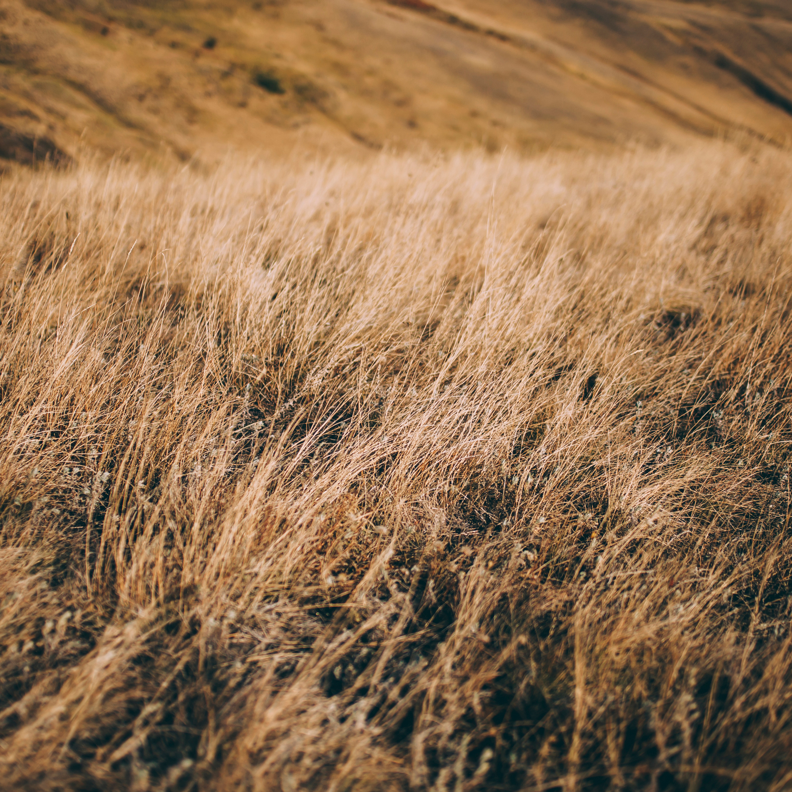 Поле у АЭС Балаково (октябрь 2018)