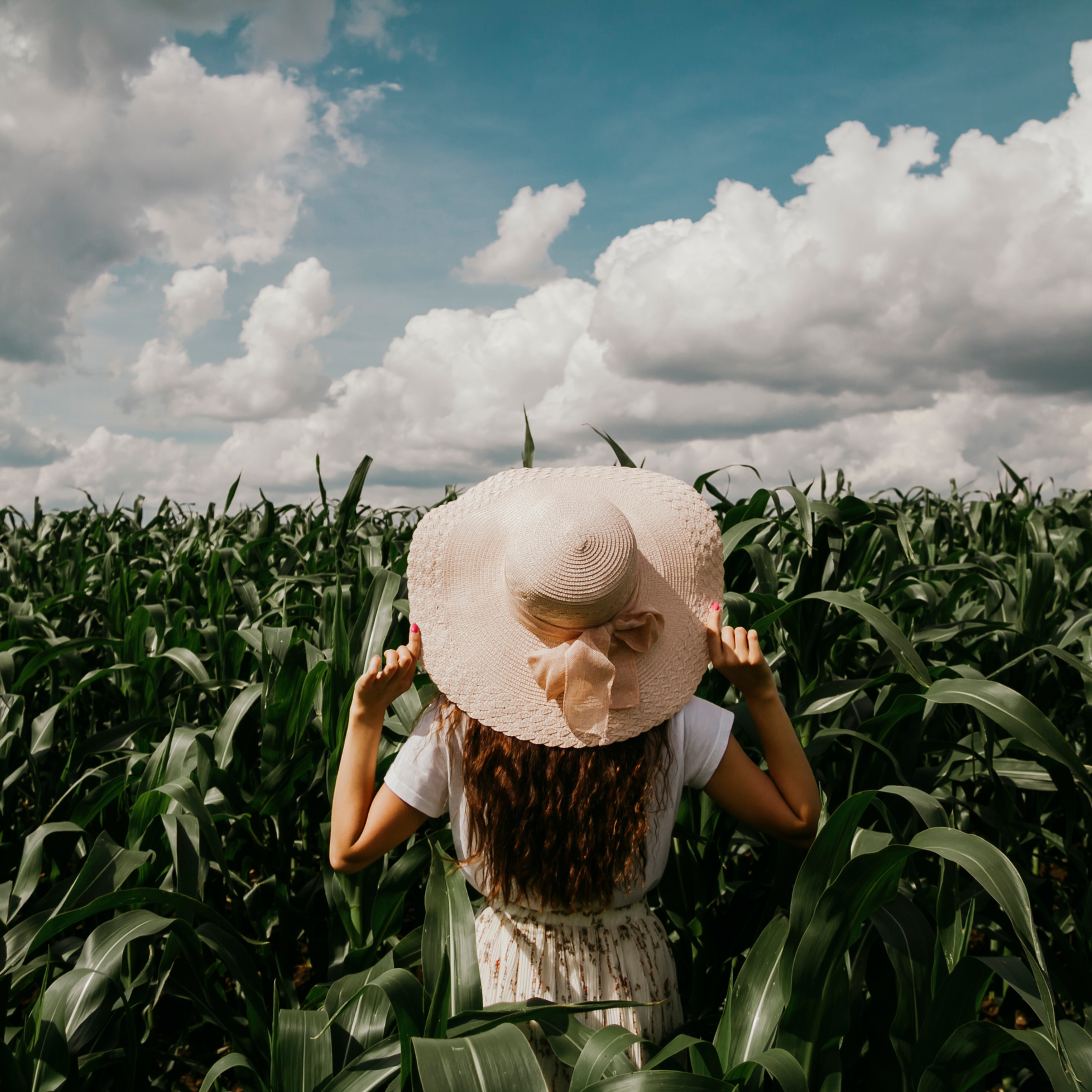 Кукурузные поля (август 2019)