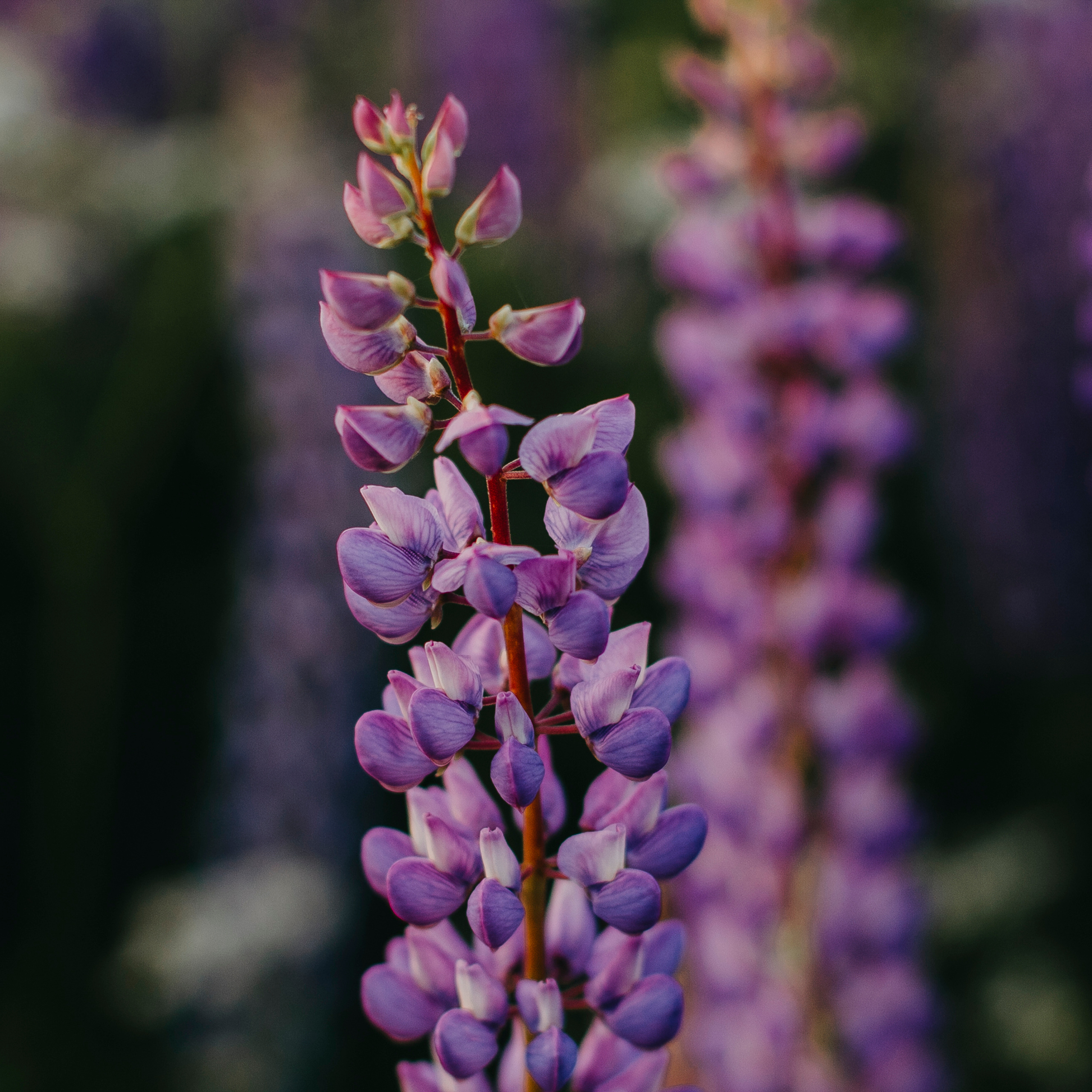 Турбаза Алоль (июнь 2019)