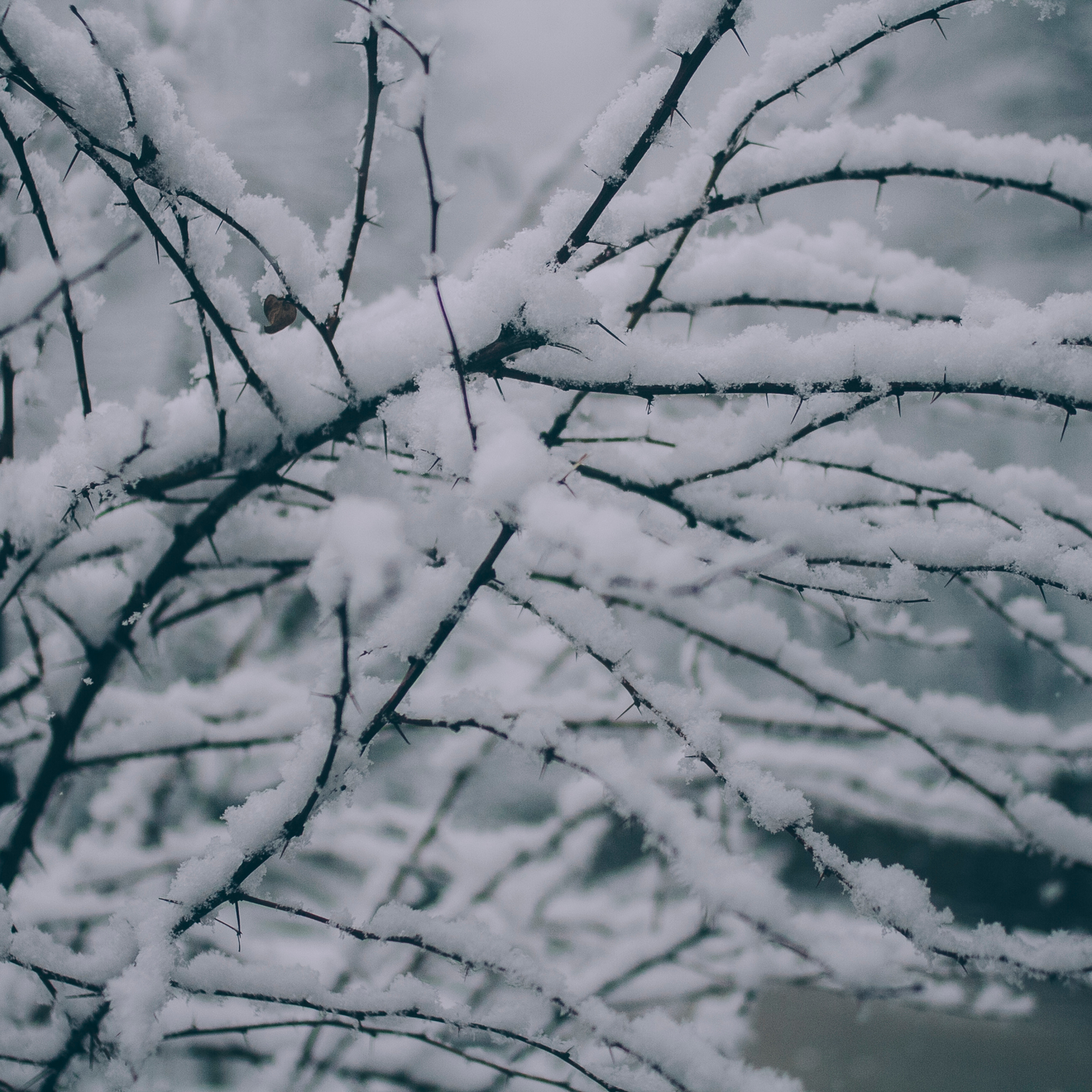 Сочи (декабрь 2017)