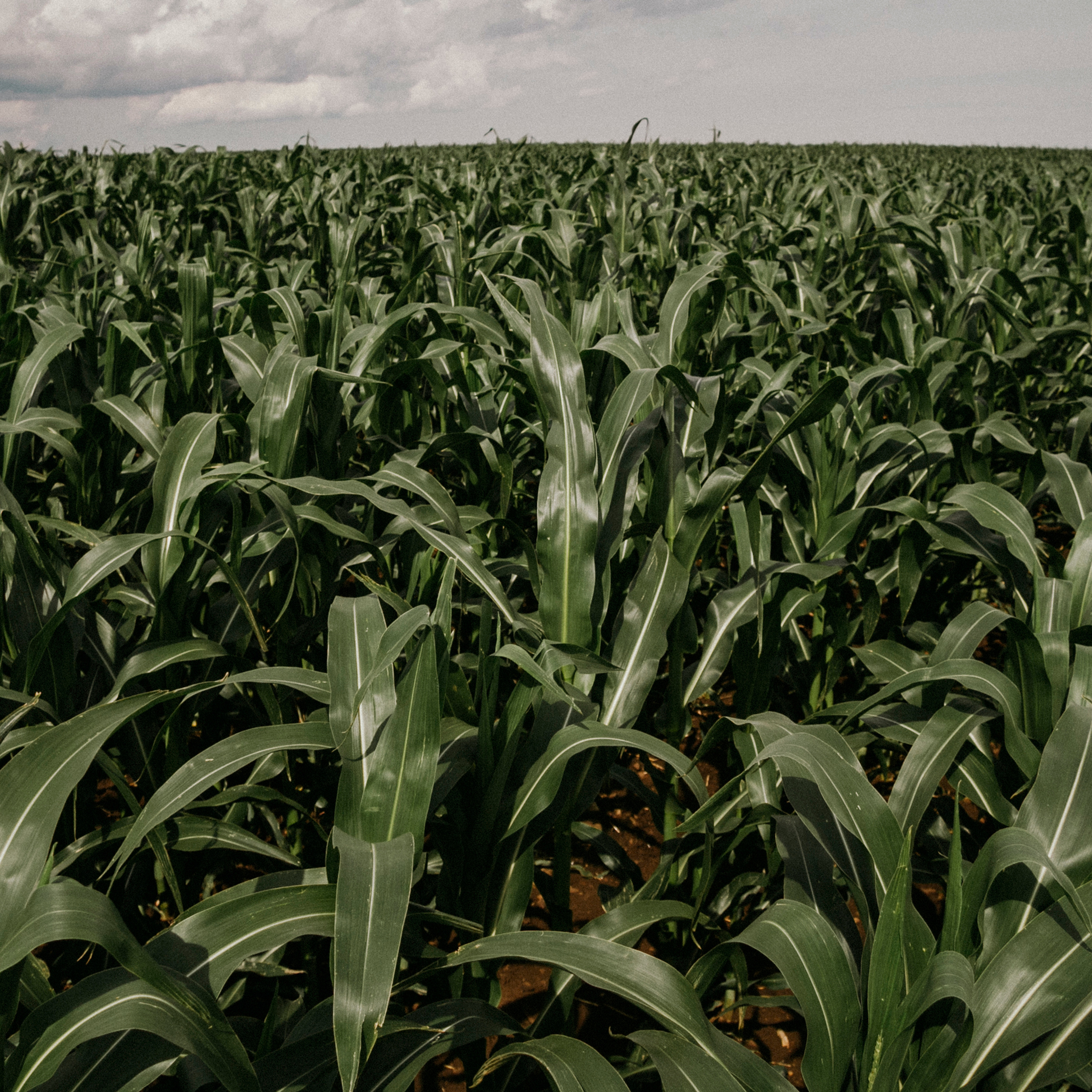 Кукурузные поля (август 2019)