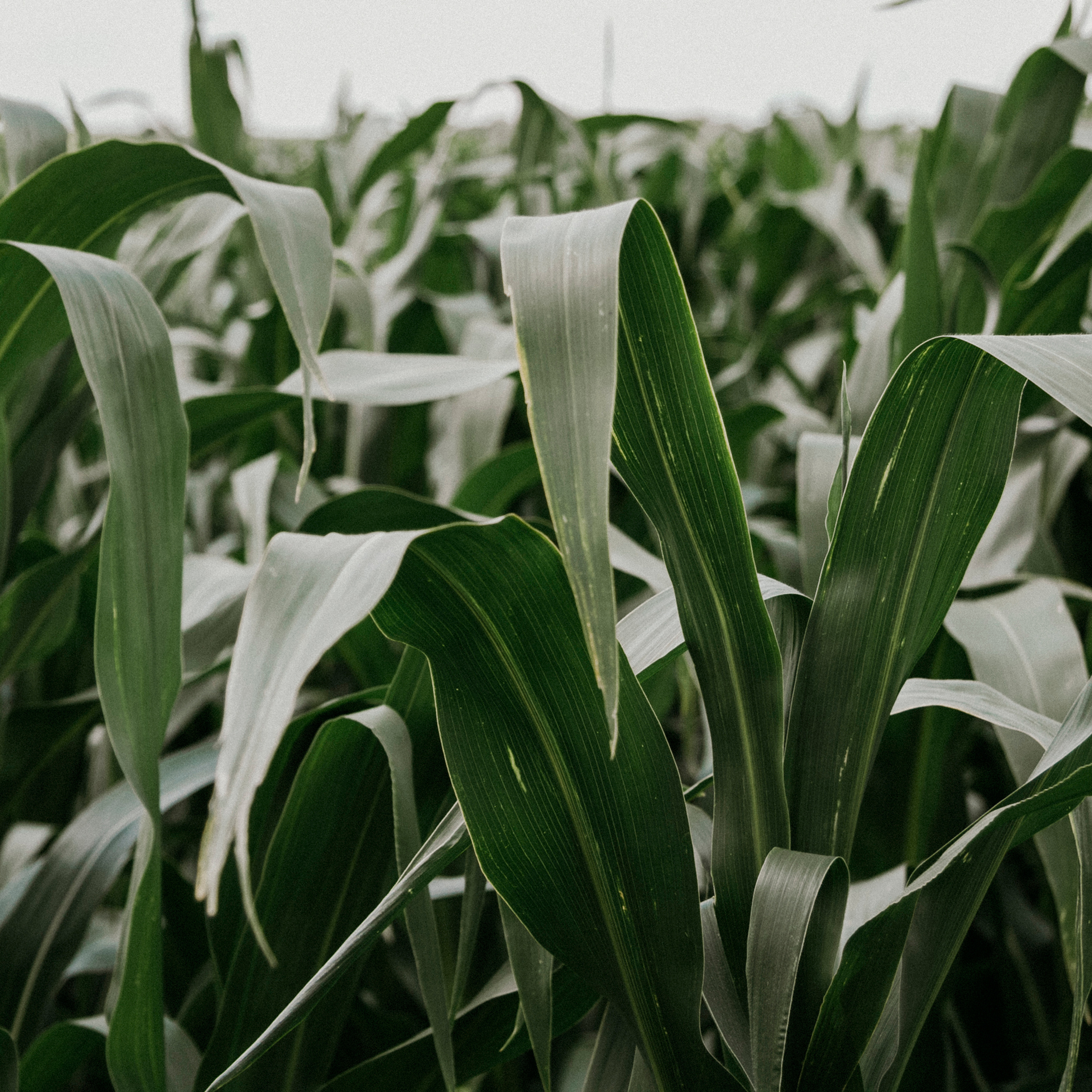 Кукурузные поля (август 2019)