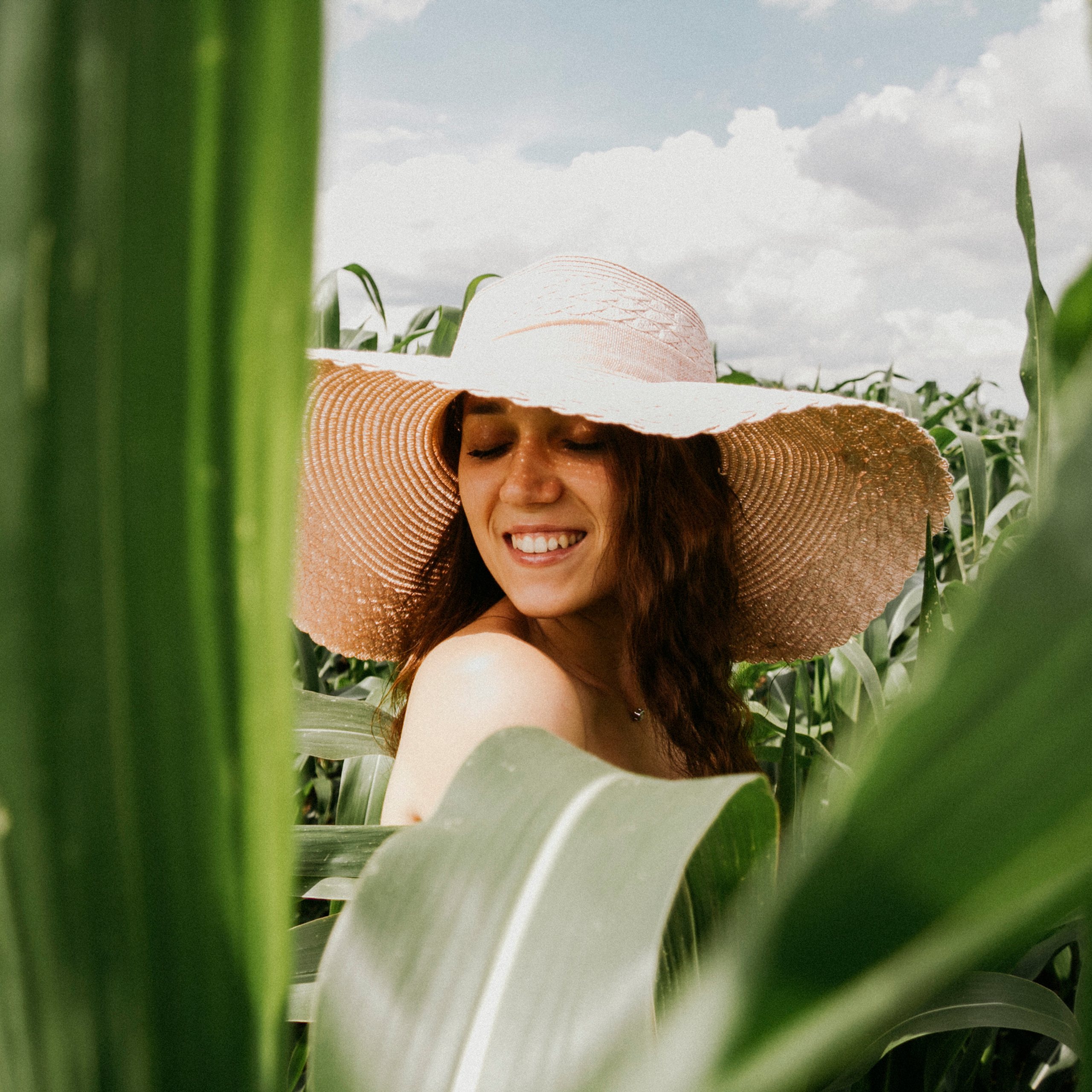 Кукурузные поля (август 2019)