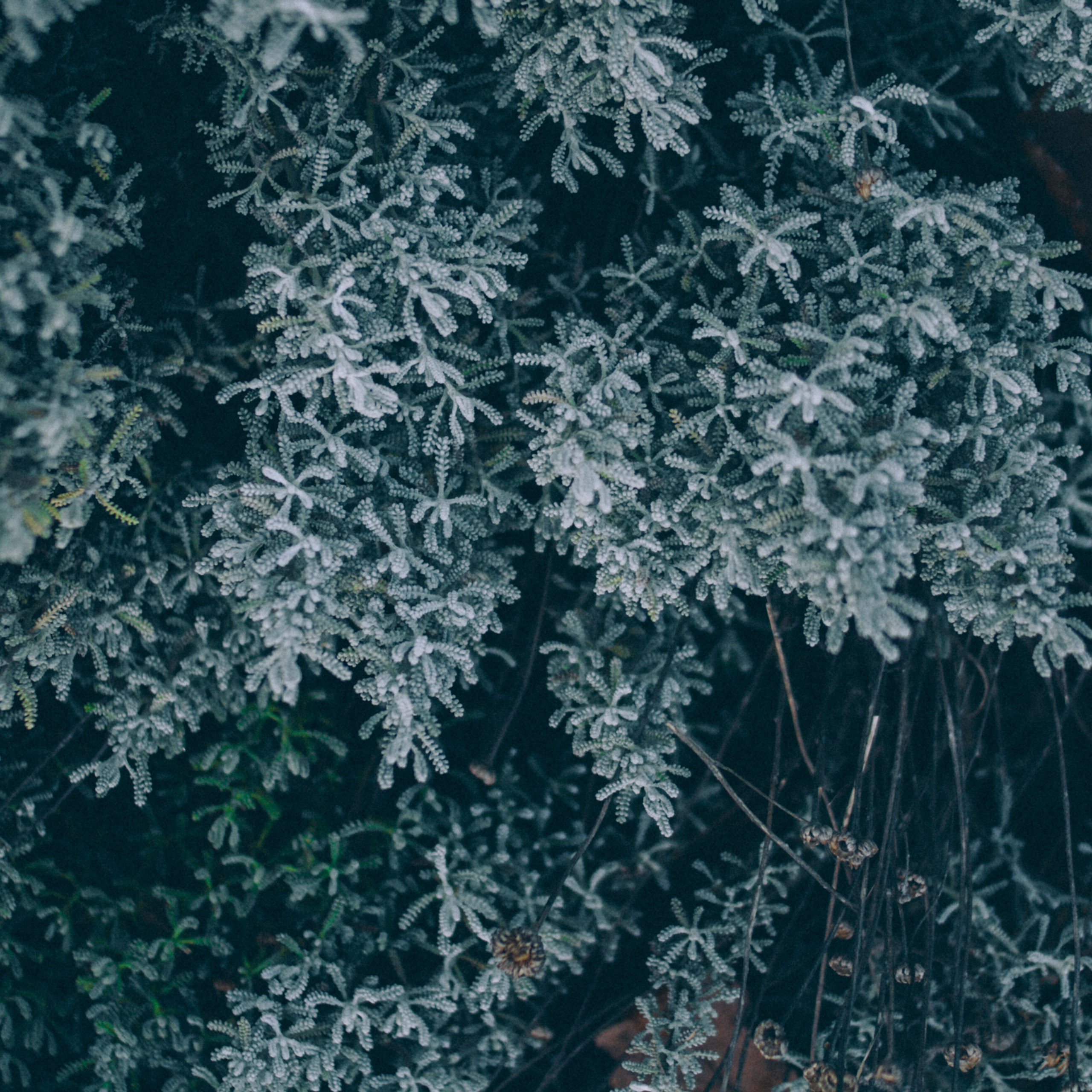 Сочи (декабрь 2017)