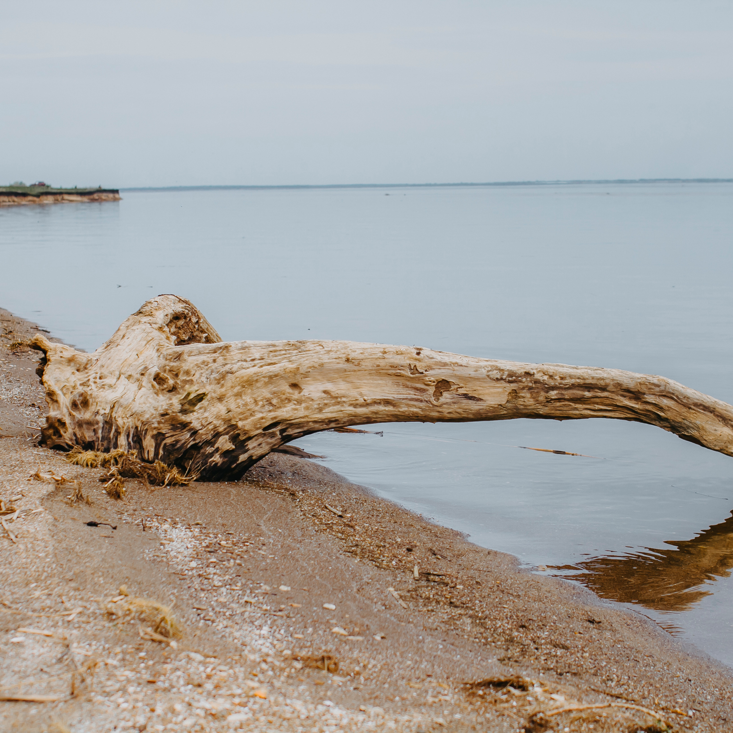Хвалынские яблоневые сады (май 2019)