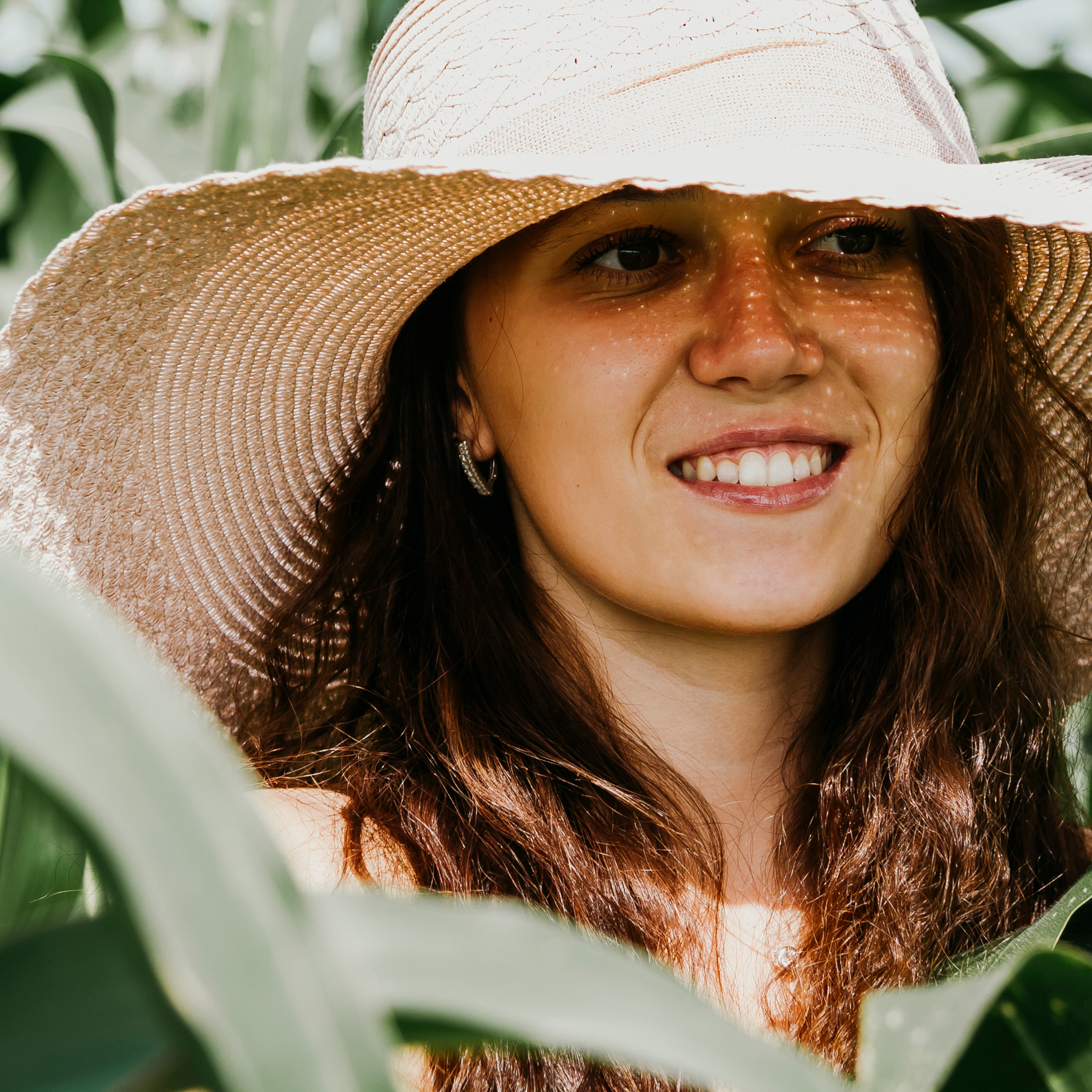 Кукурузные поля (август 2019)