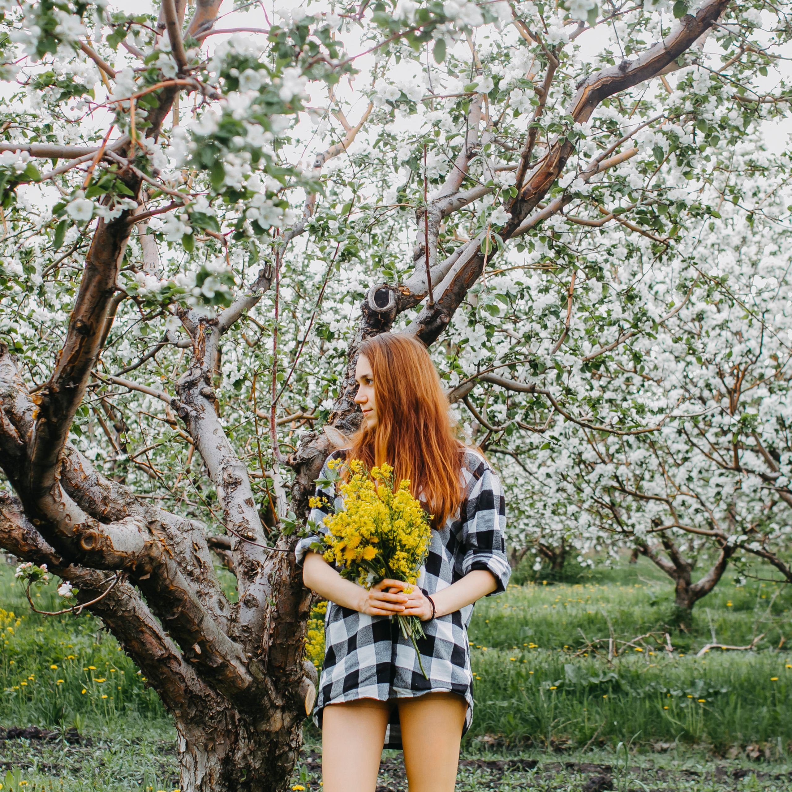 Хвалынские яблоневые сады (май 2019)