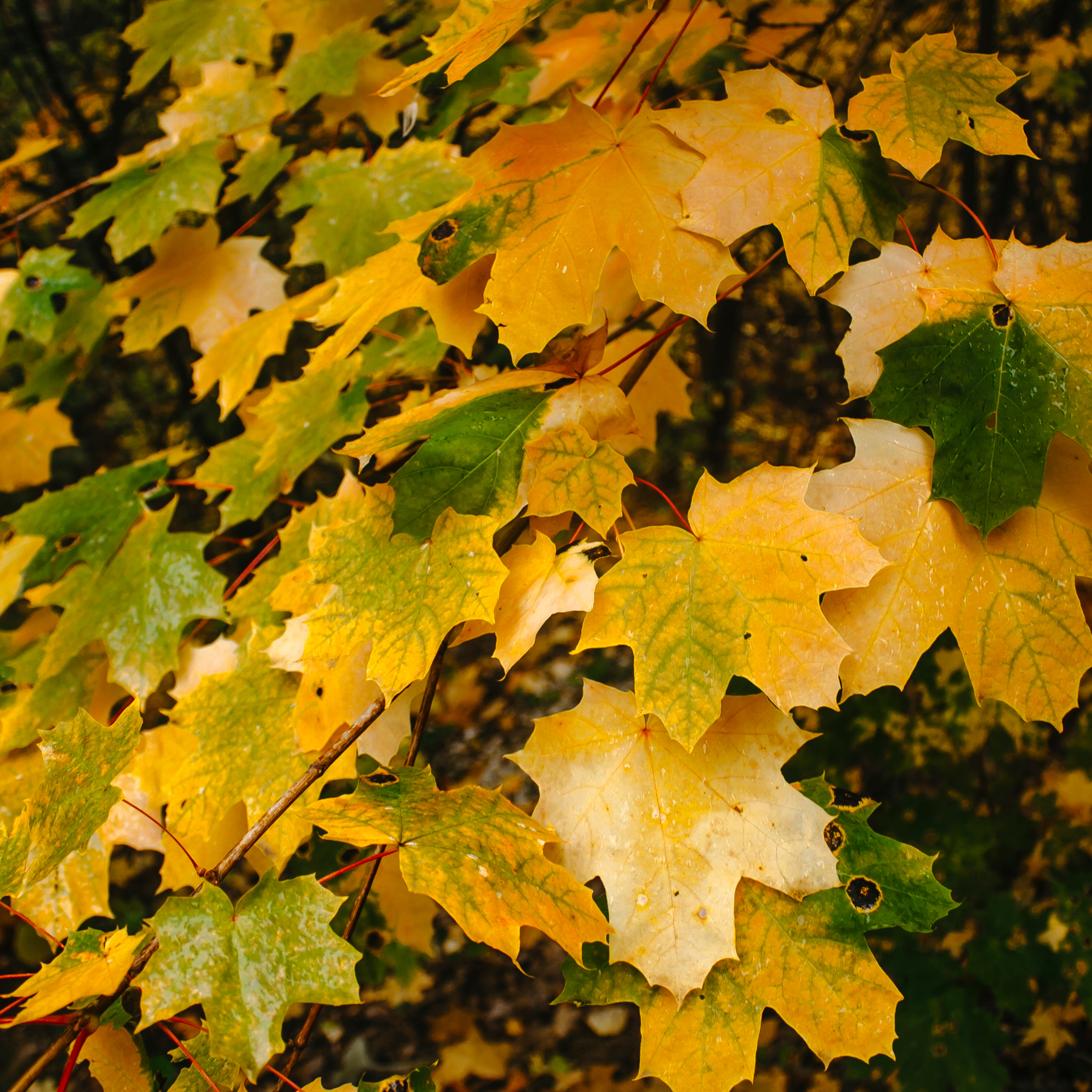 Хвалынский меловой карьер (сентябрь 2019)