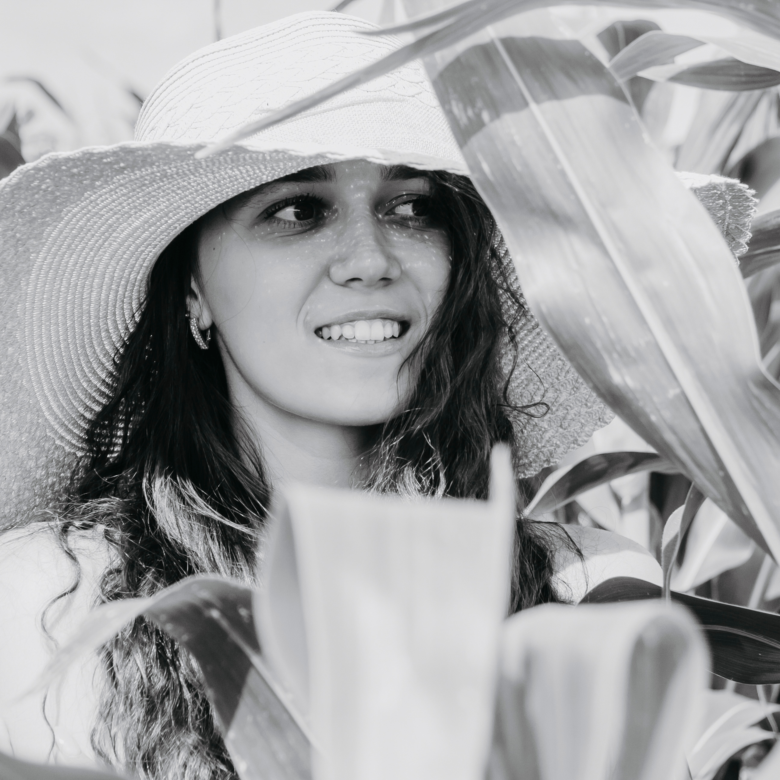 Кукурузные поля (август 2019)