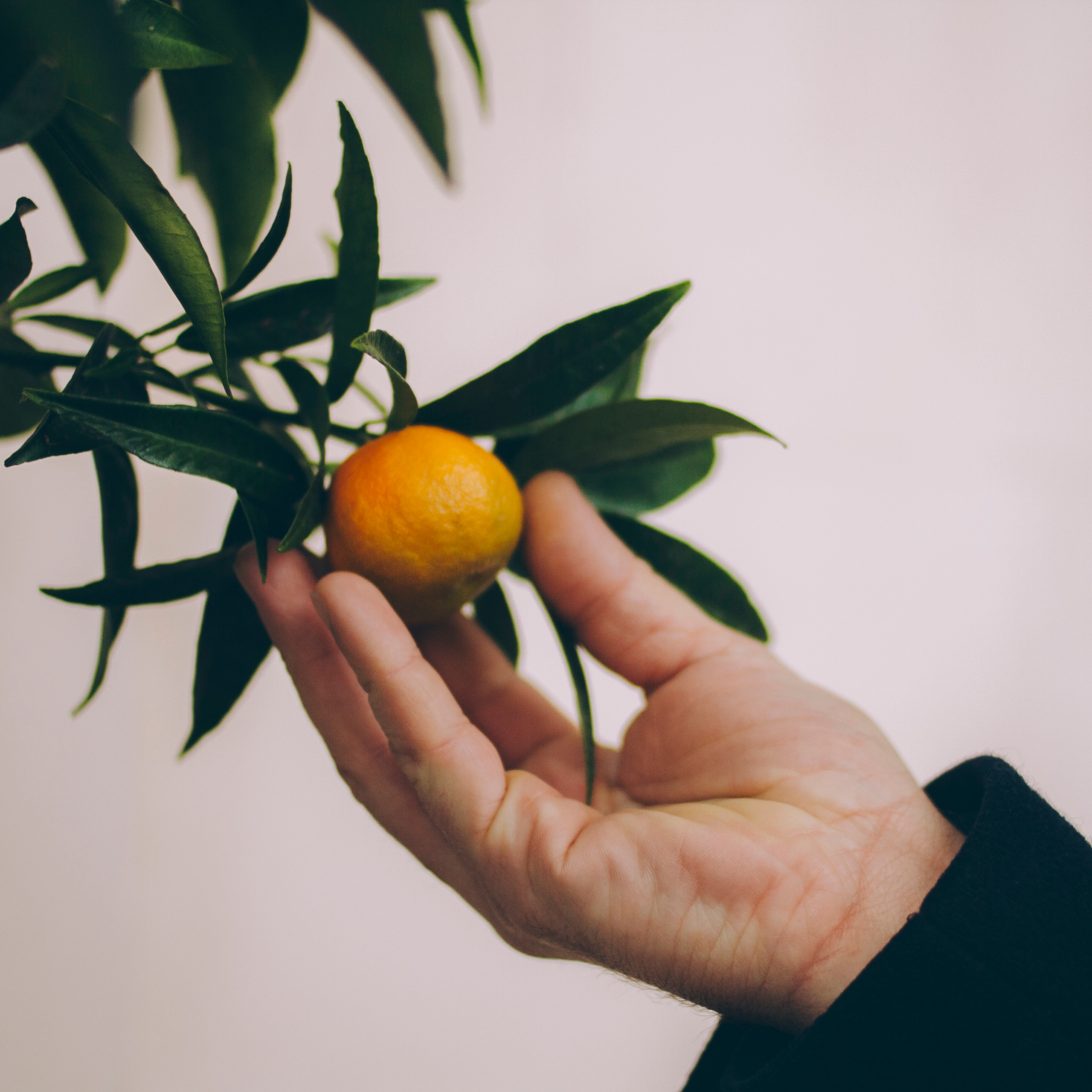 Сочи (декабрь 2017)