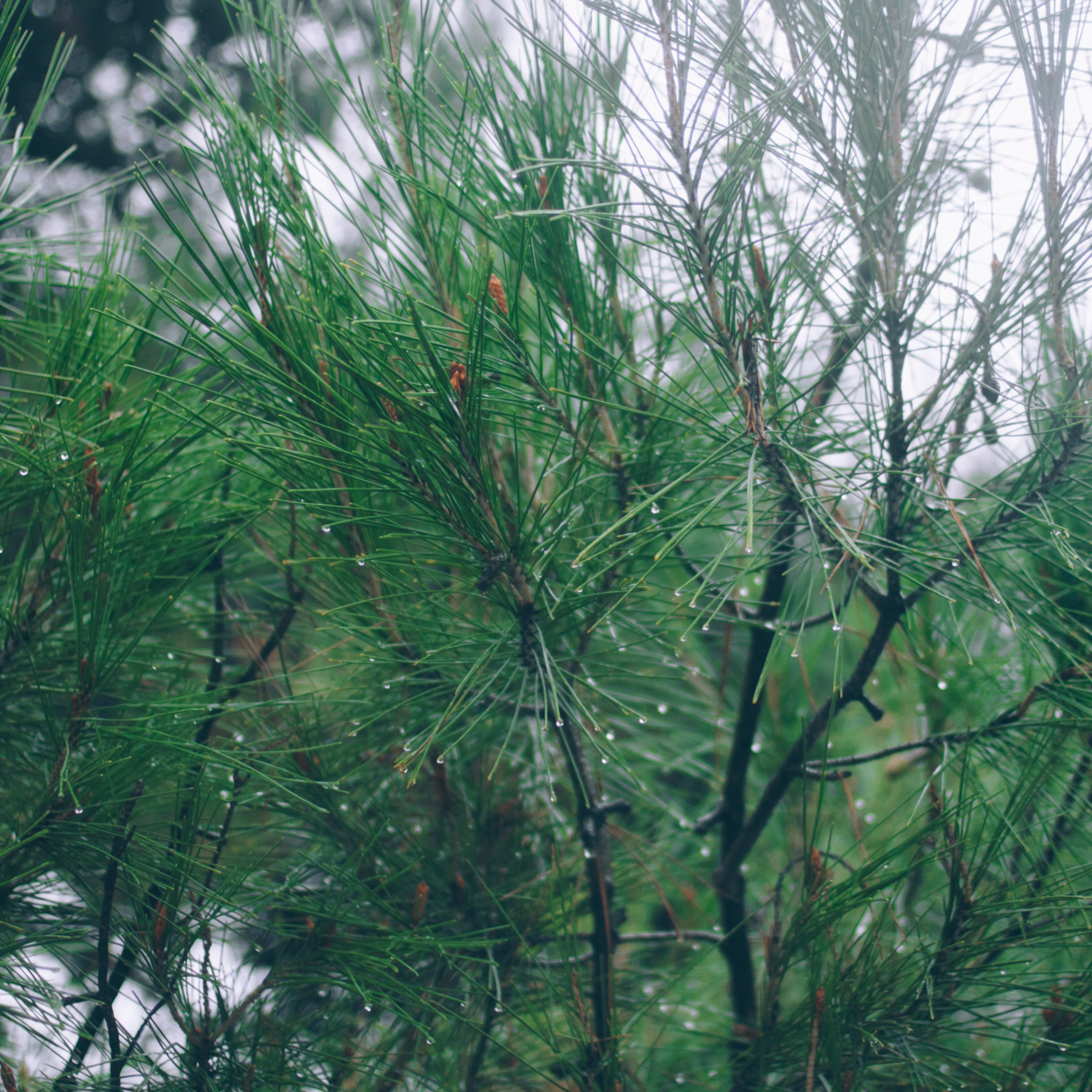 Сочи (декабрь 2017)