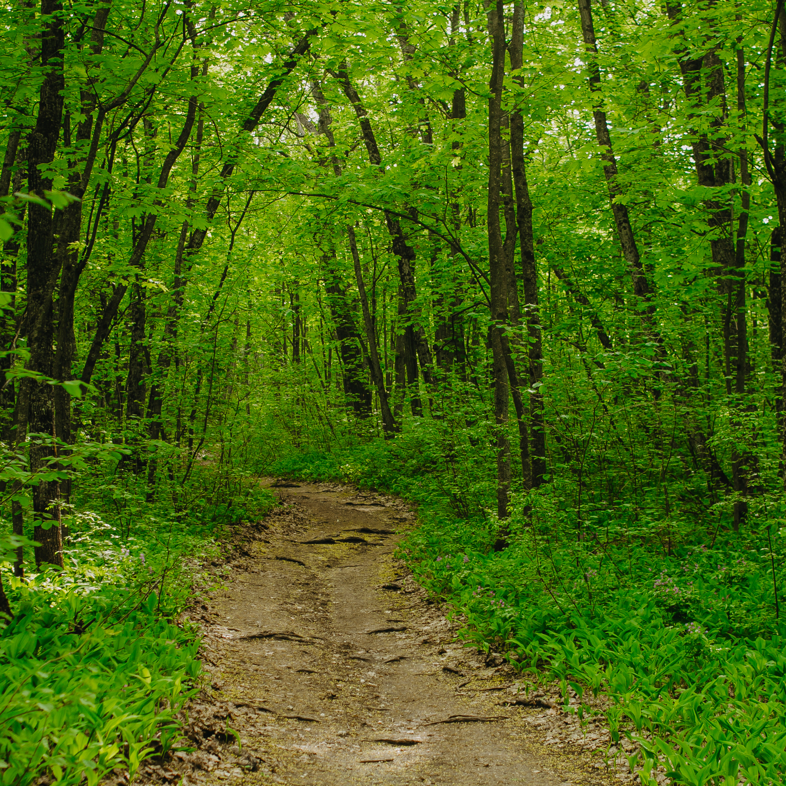 Хвалынские яблоневые сады (май 2019)