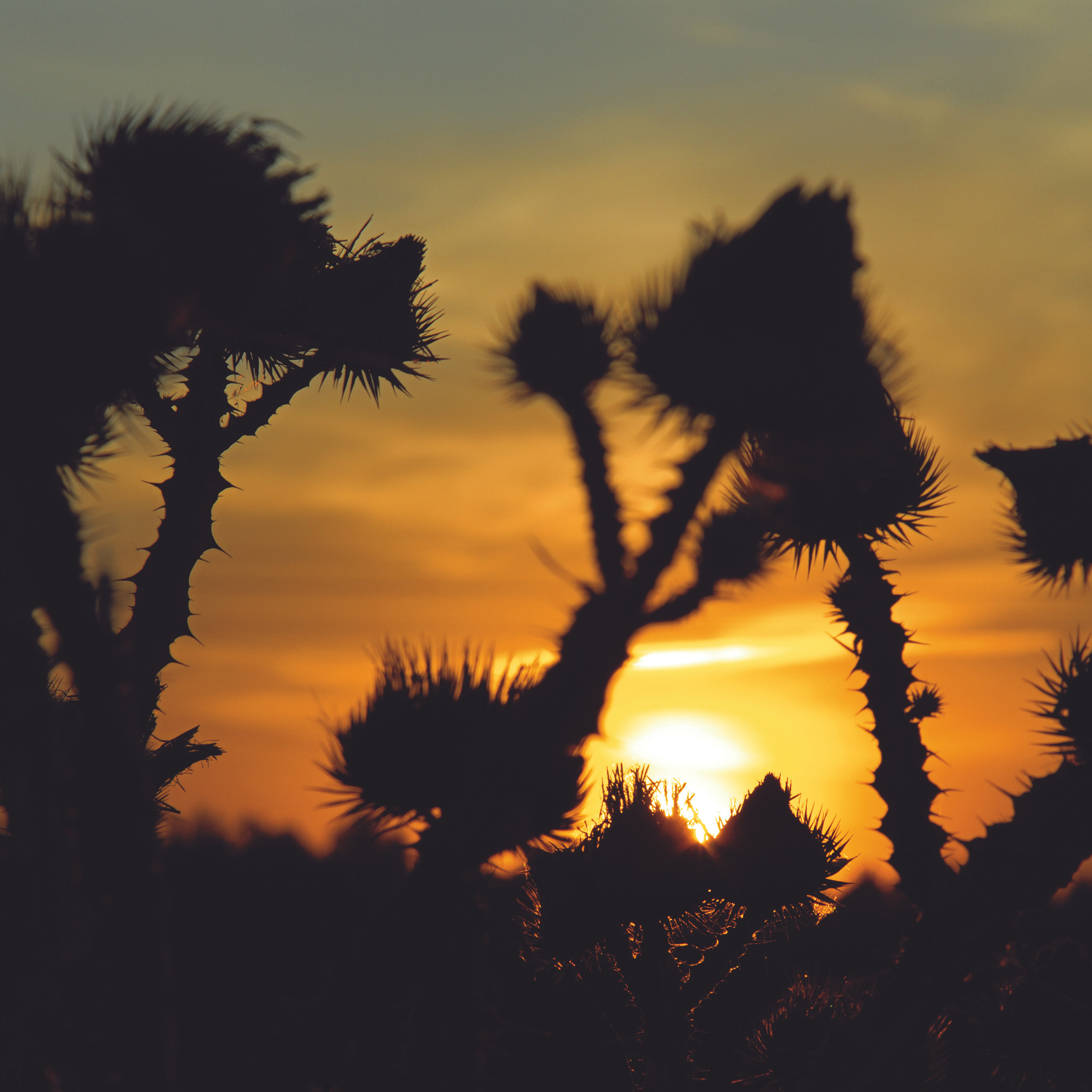 Природа. Авторские фотографии Романа Бубнова