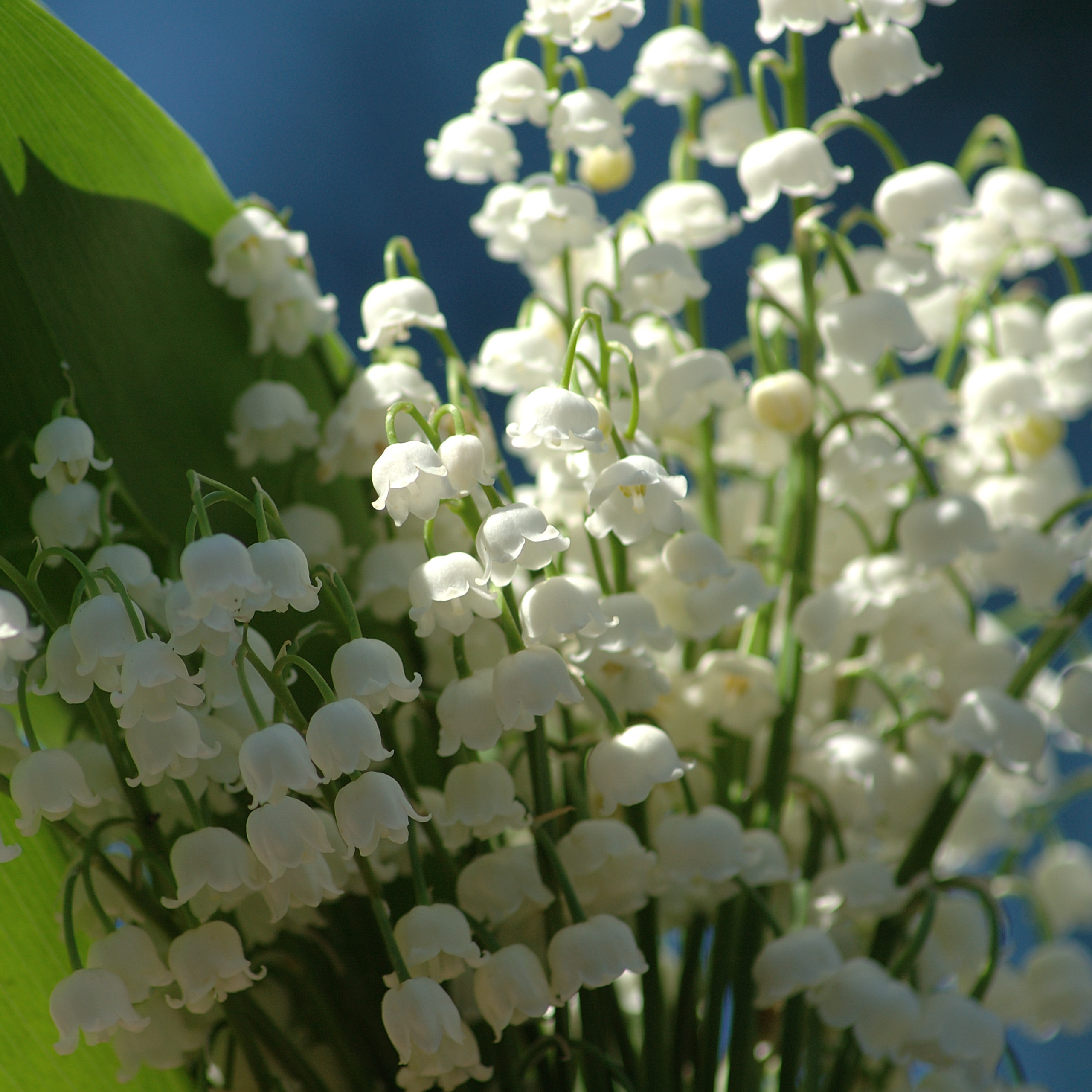 Природа. Авторские фотографии Романа Бубнова