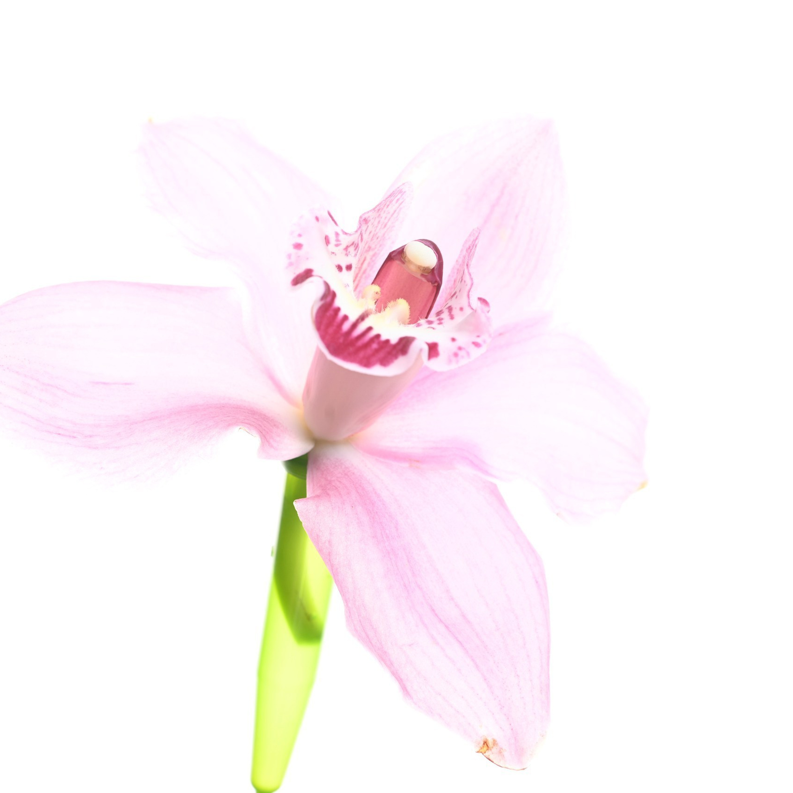 Отзывы. Студийный и свадебный фотограф В городе Екатеринбург Ирина Мальта