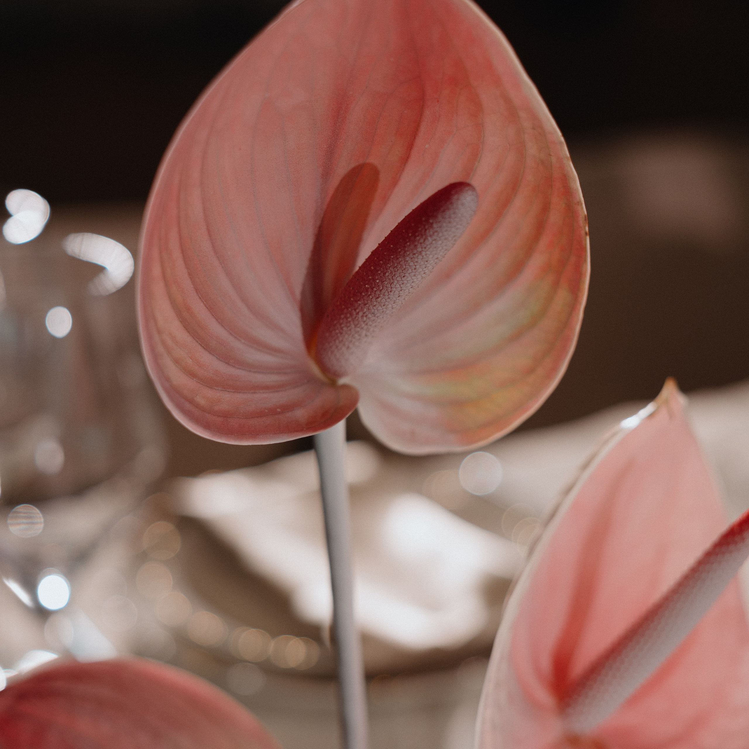 Никита & Ника. Фотограф в Москве Валерия Рожкова