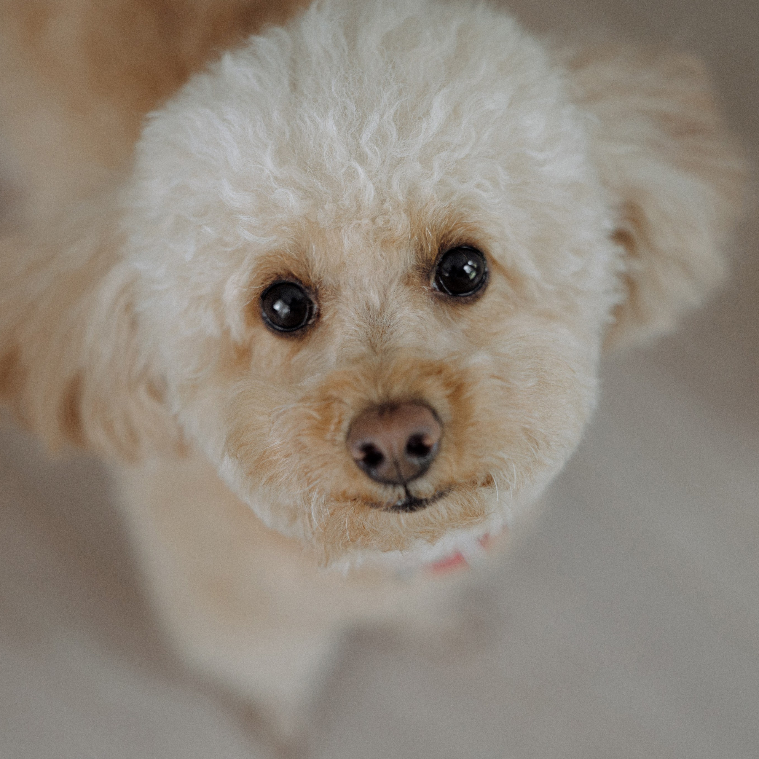 Свадебная фотосессия в Подмосковье. Фотограф в Москве с выездом в МО. Фотограф на свадьбу Москва. Фотограф в Москве Валерия Рожкова