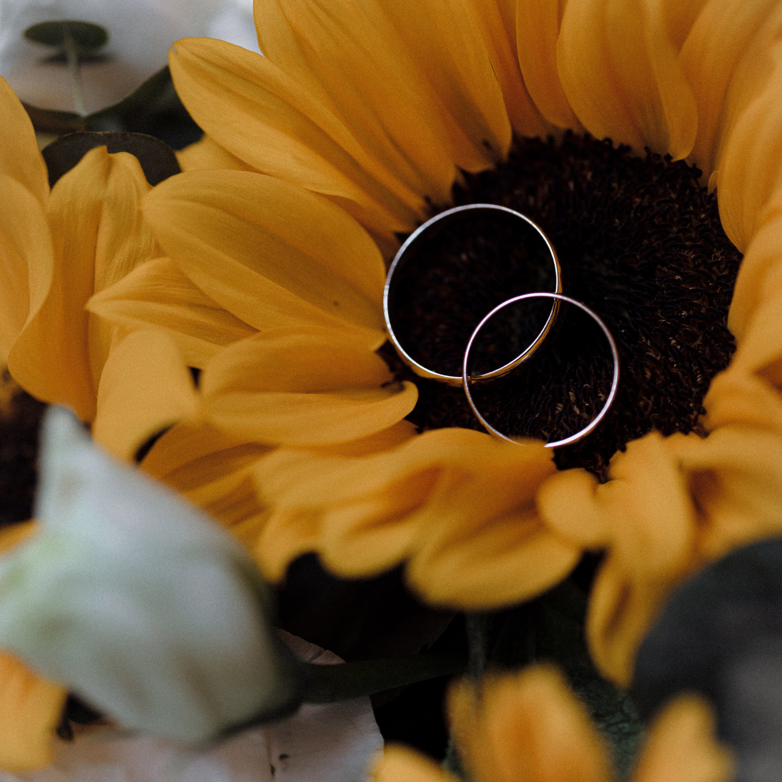 Портфолио свадебного фотографа в Москве. Фотосессия с лошадьми Москва. Фотограф на свадьбу в Москве. Свадебная фотосессия на черном фоне. Фотограф в Москве Валерия Рожкова