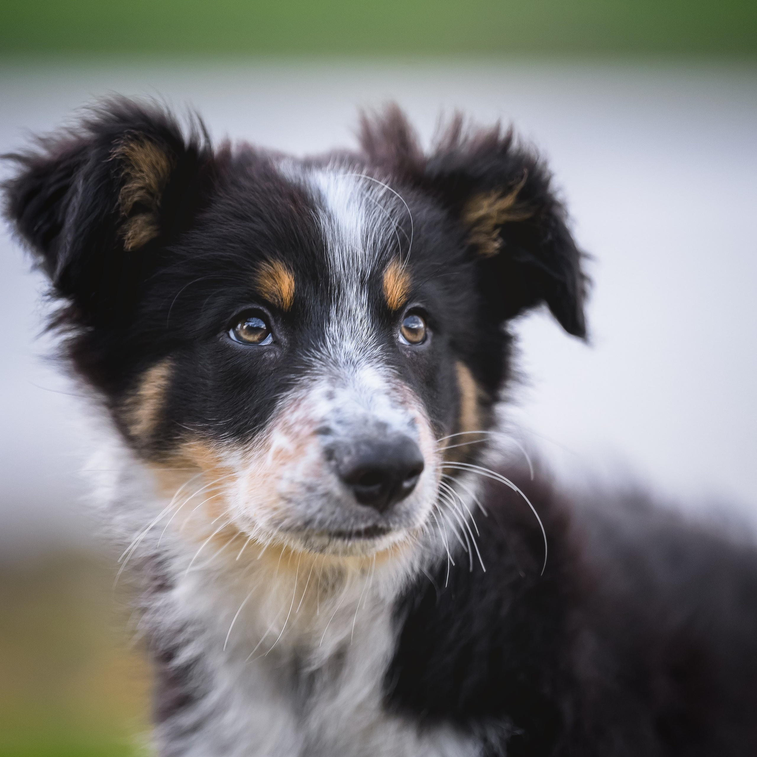 Бордер колли Бит