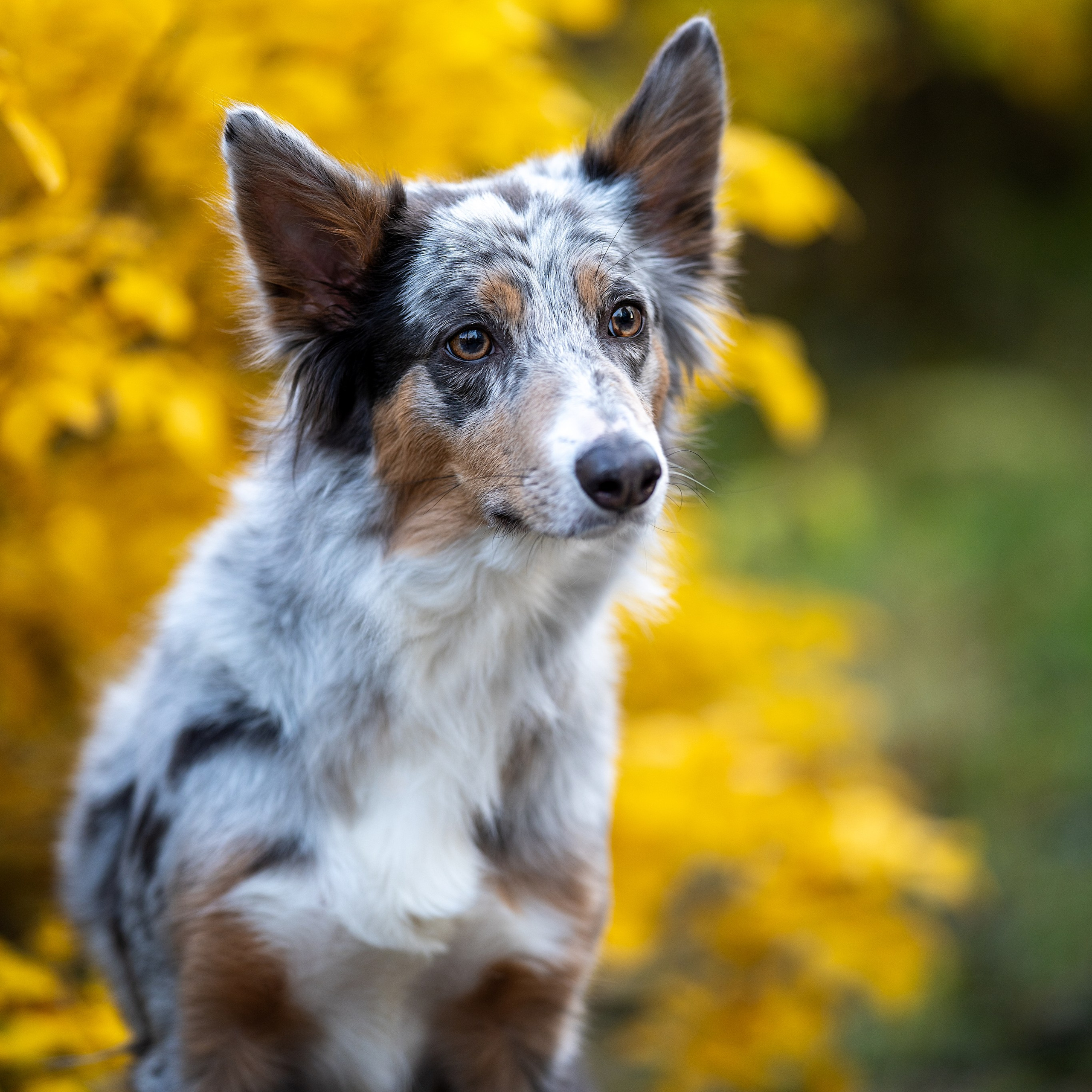 Бордер колли Флора