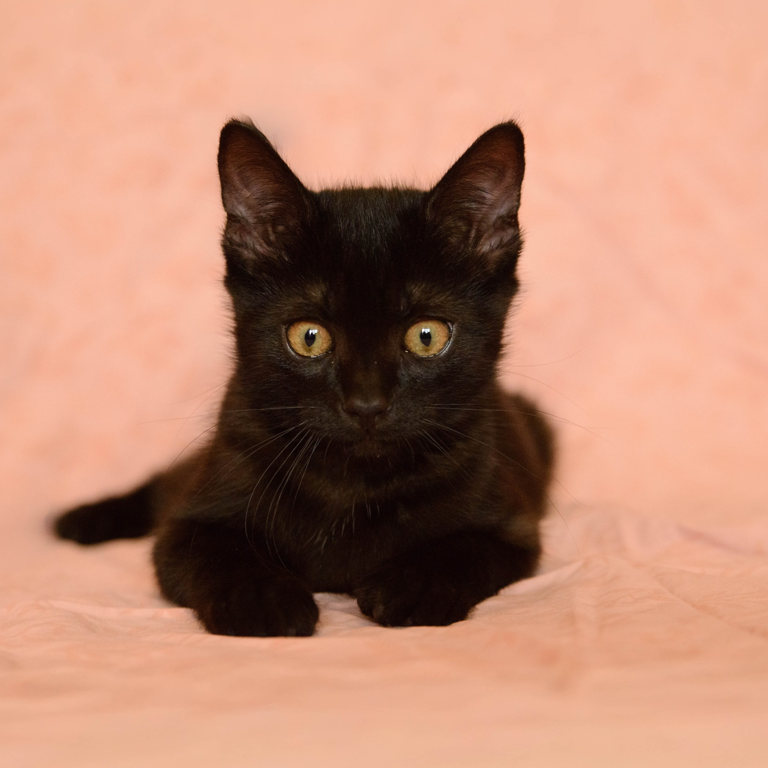 Котёнок