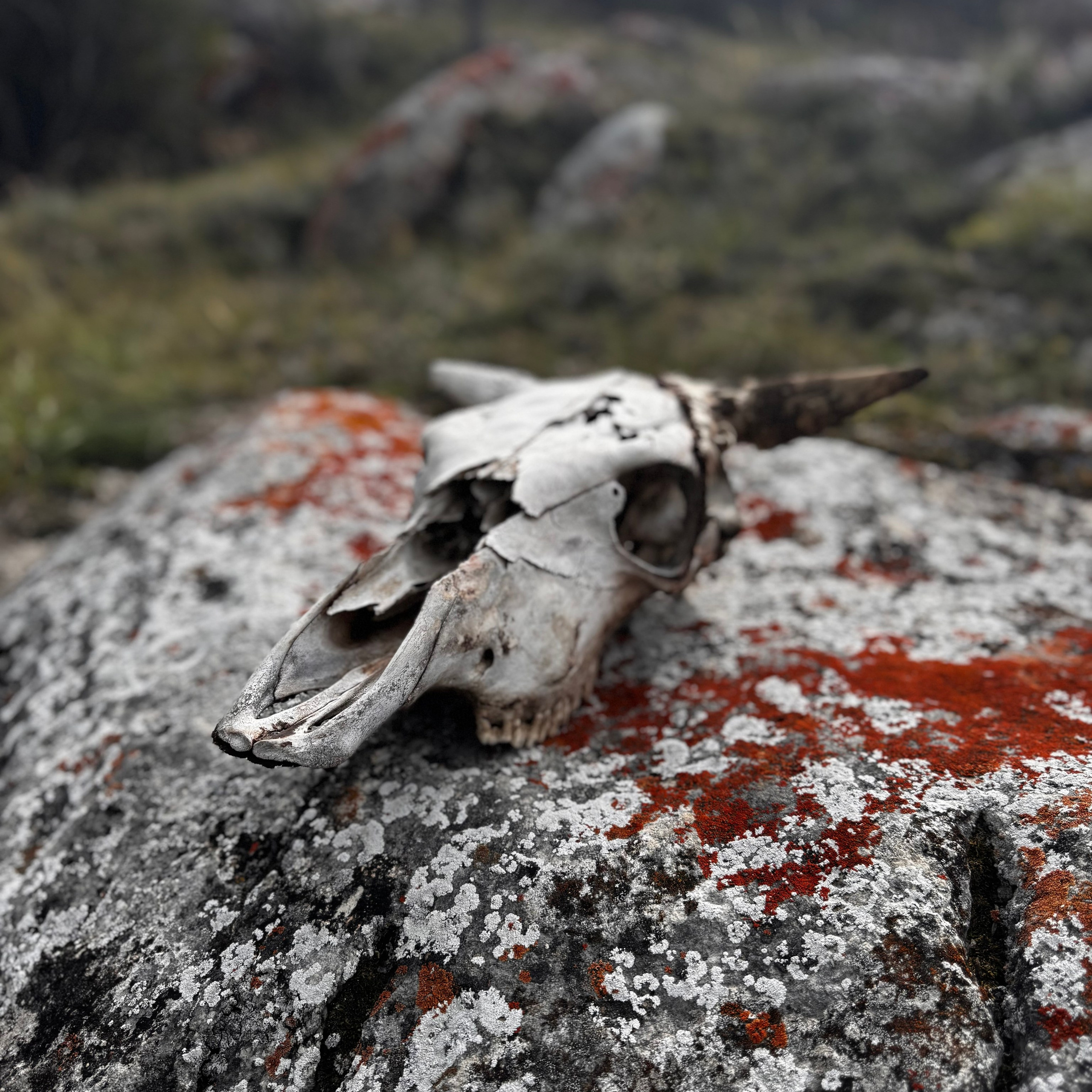 Отзывы. Илья Буянов, гид по Байкалу, фотограф — baikalsky.com