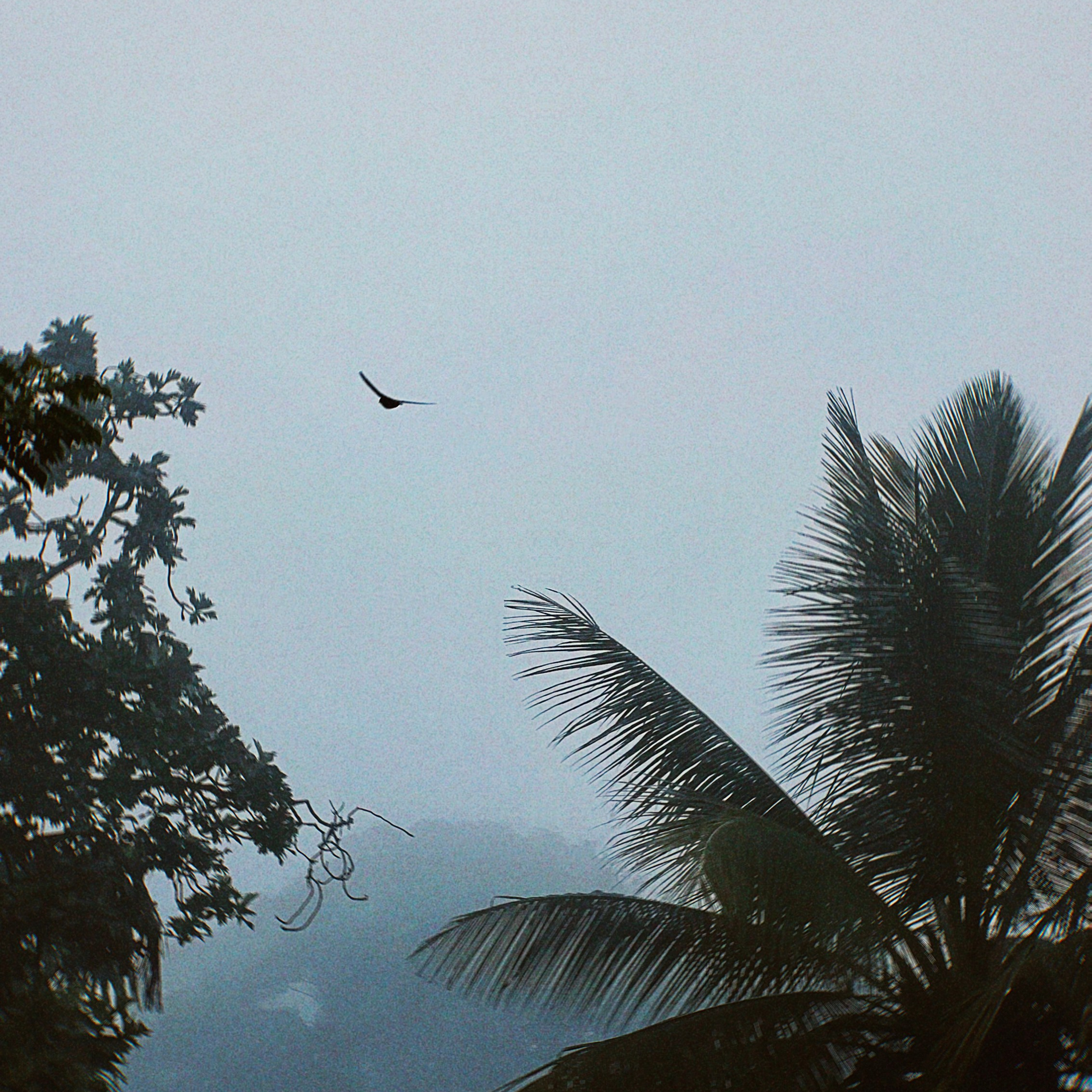 ШРИ ЛАНКА (mobile photo)