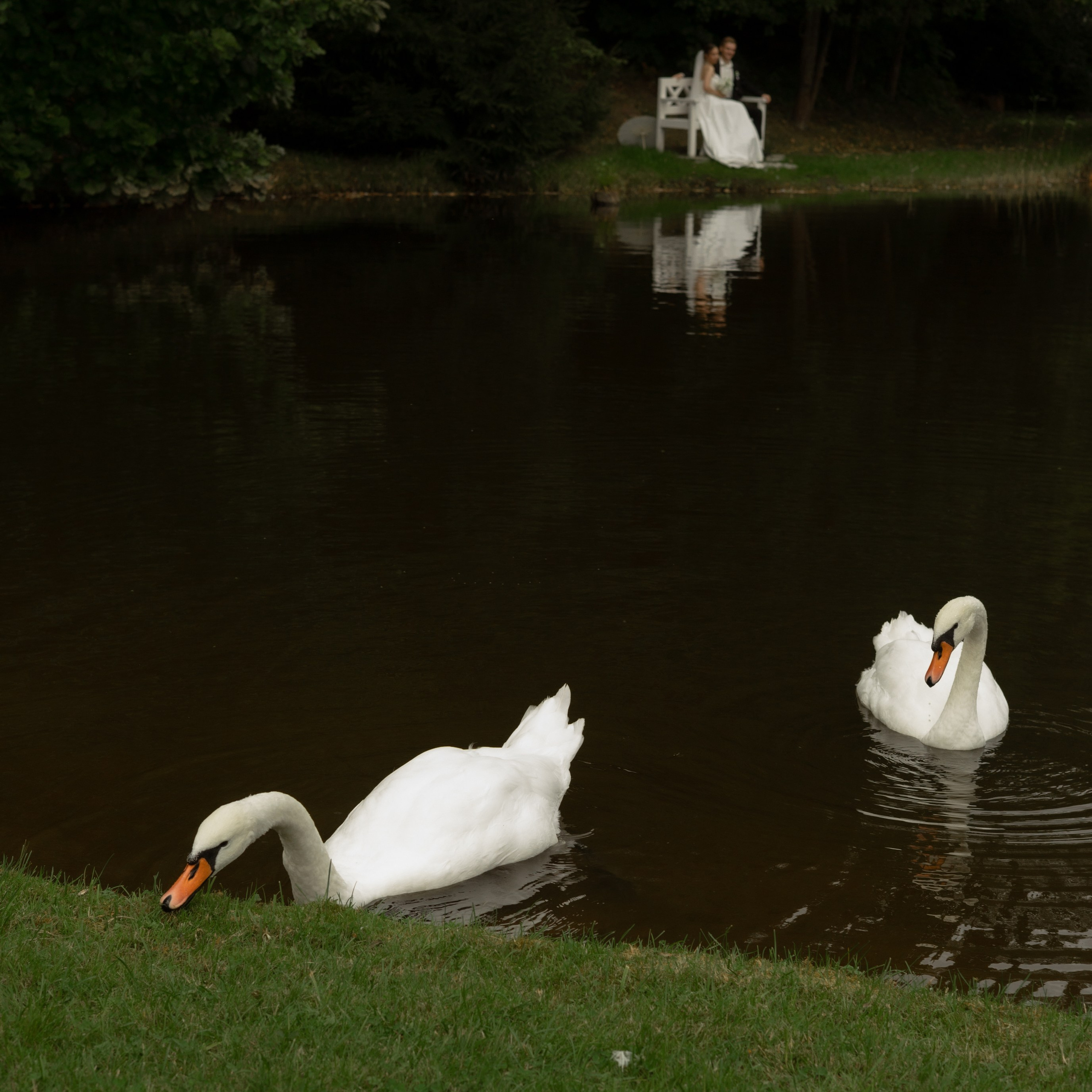 Алина и Дима. Wedding Story