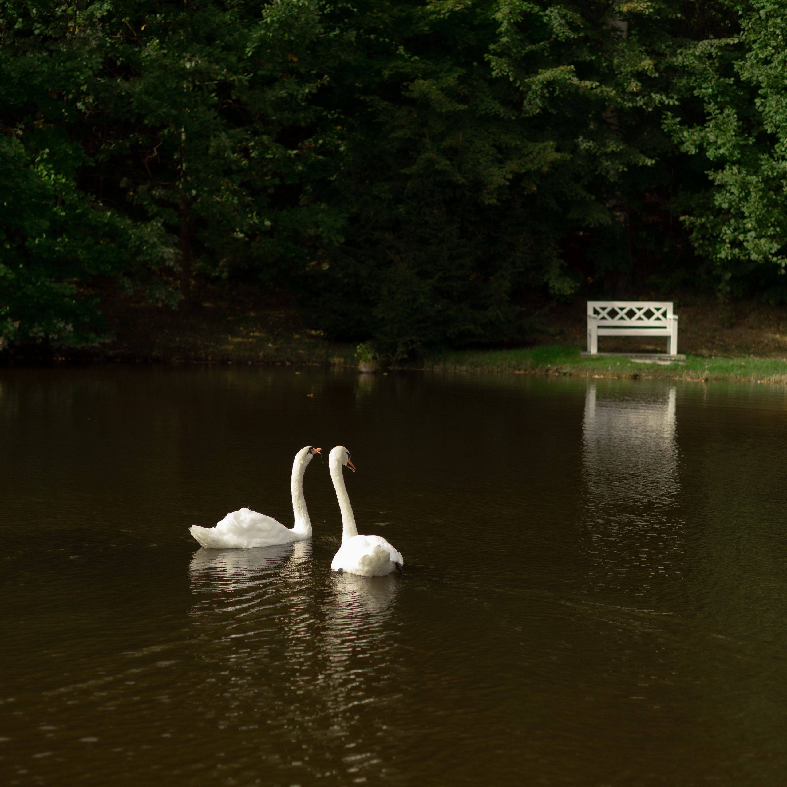 Алина и Дима. Wedding Story
