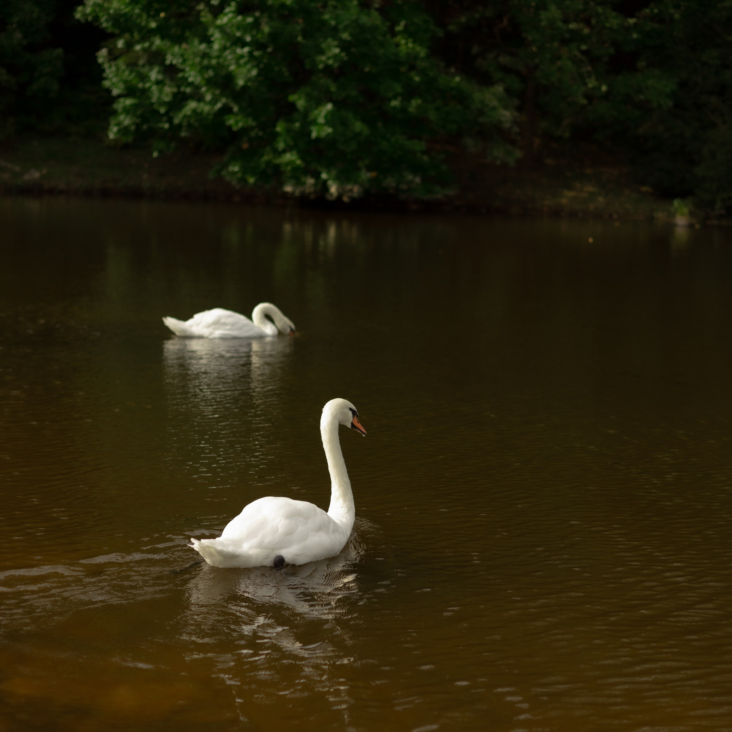 Алина и Дима. Wedding Story