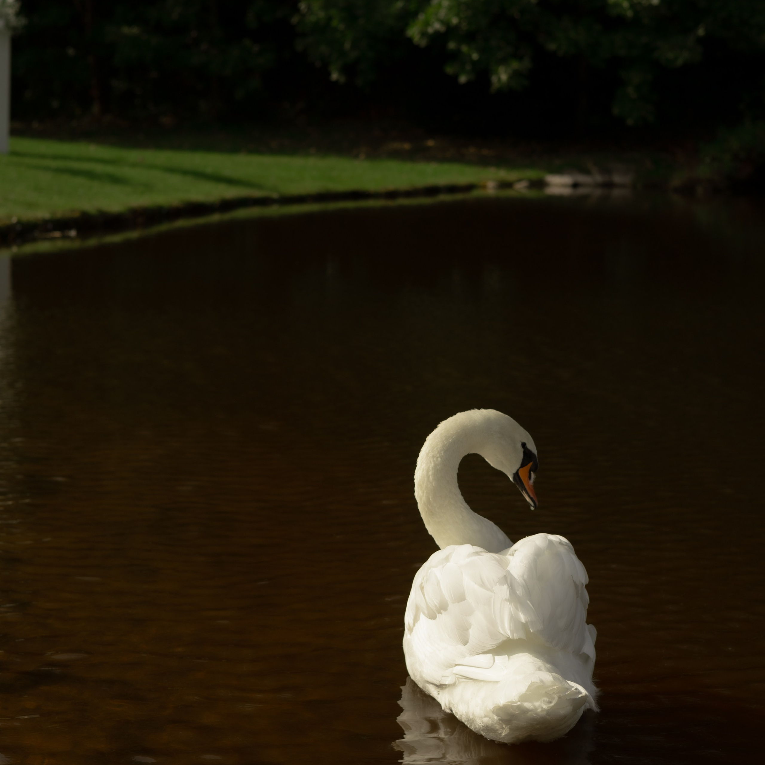 Алина и Дима. Wedding Story