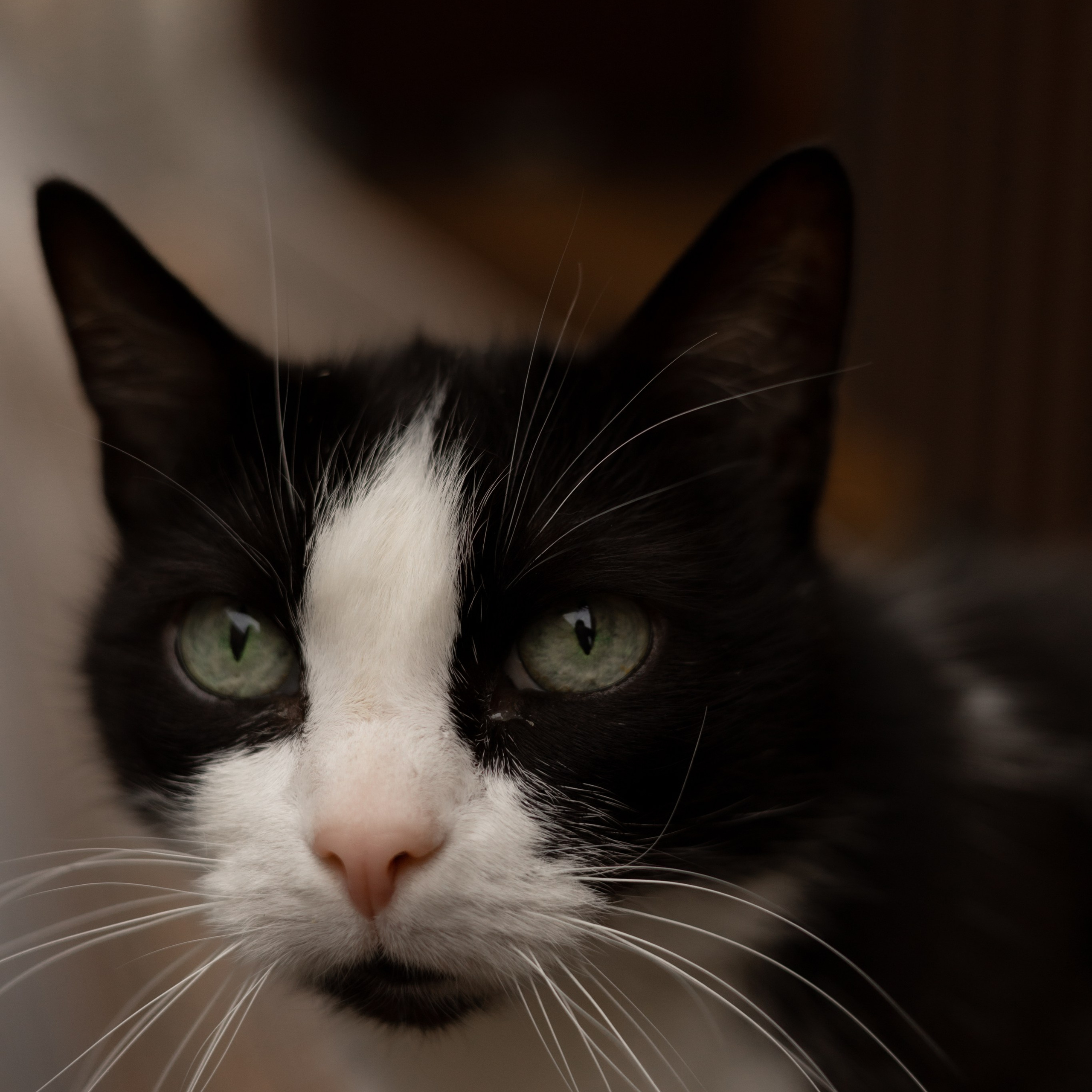 София и Матвей. Wedding Story