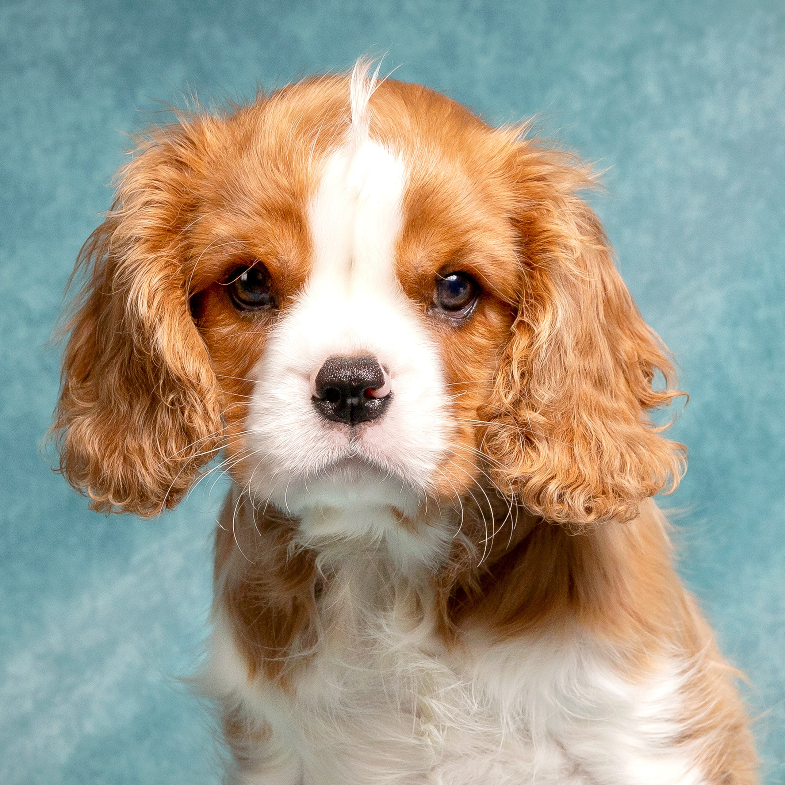 Кавалер Кинг Чарльз спаниель