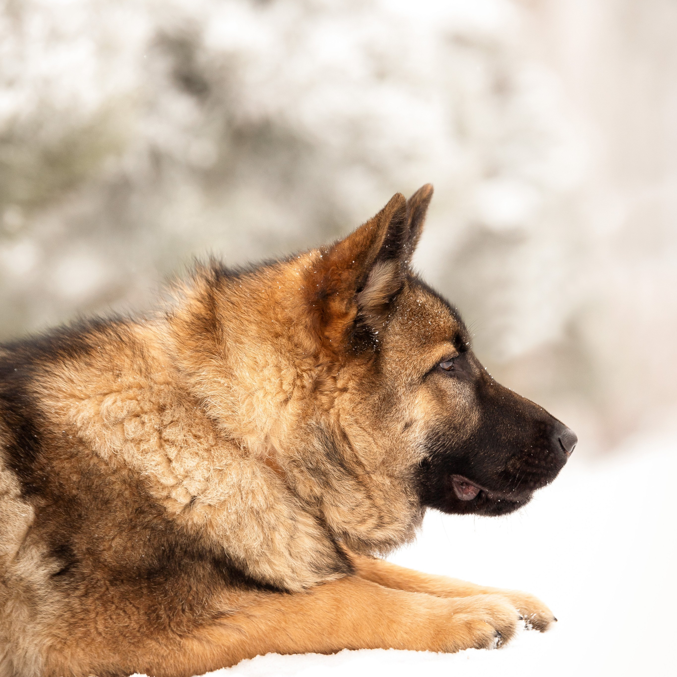 Немецкая овчарка