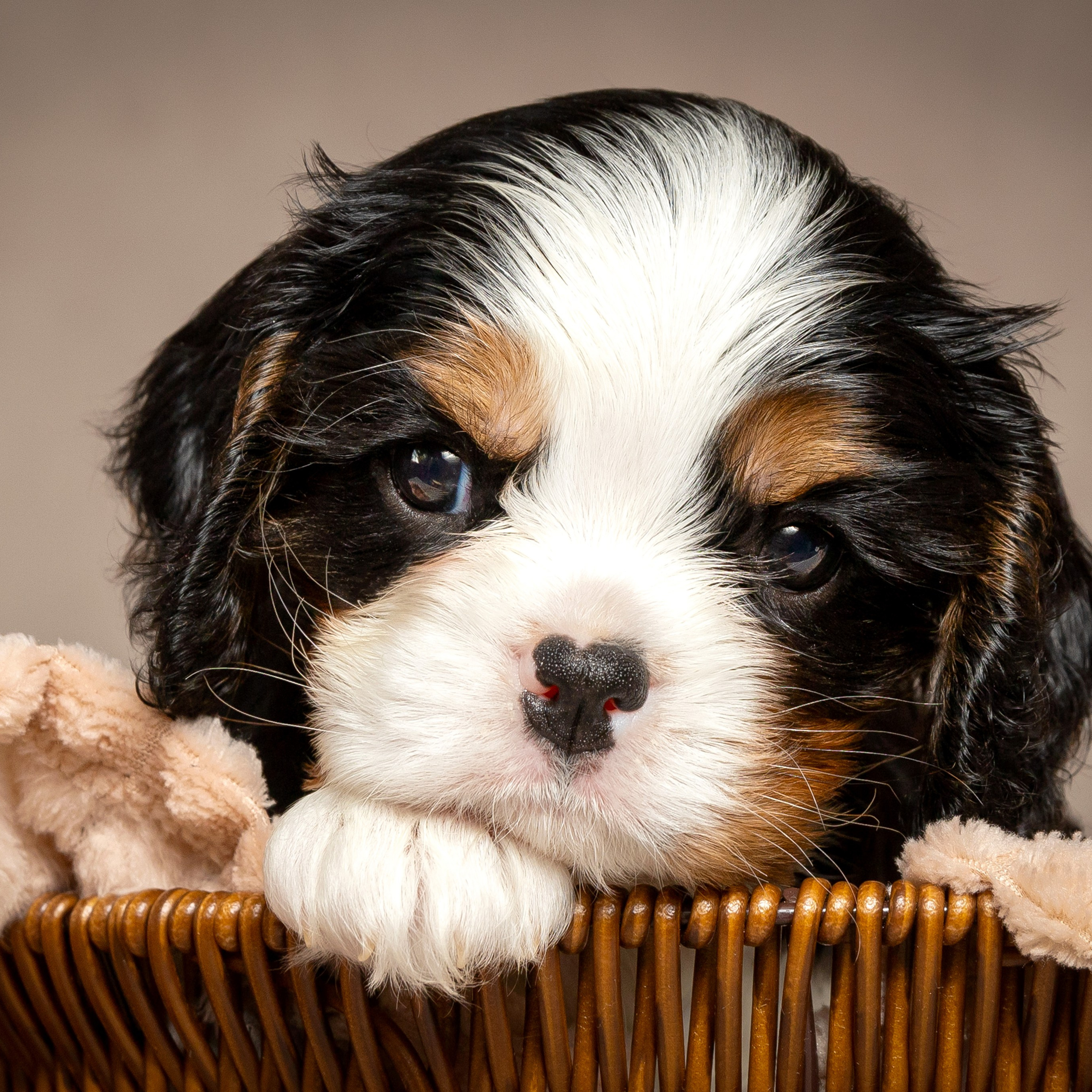 Кавалер Кинг Чарльз спаниель