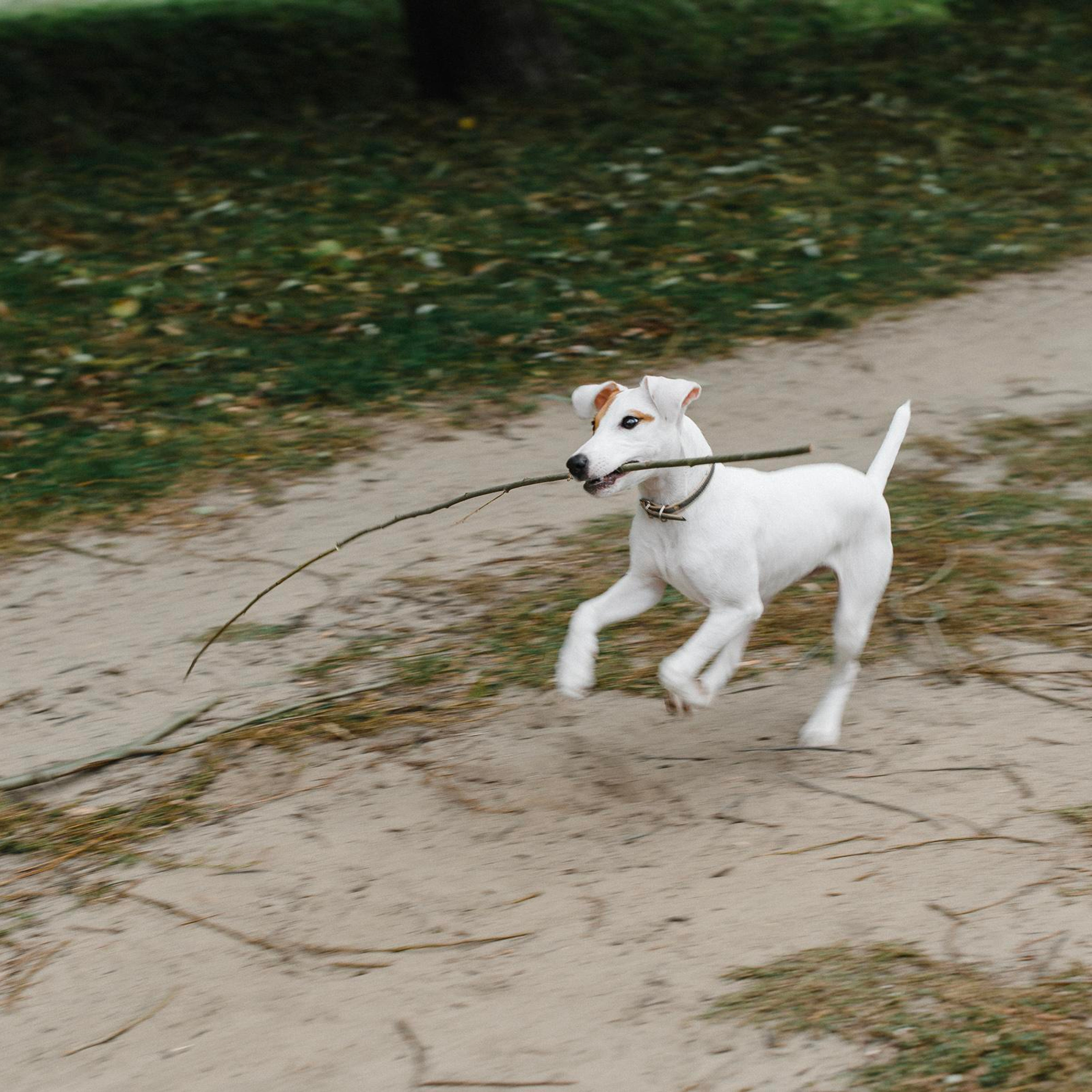 прогулка по лугу