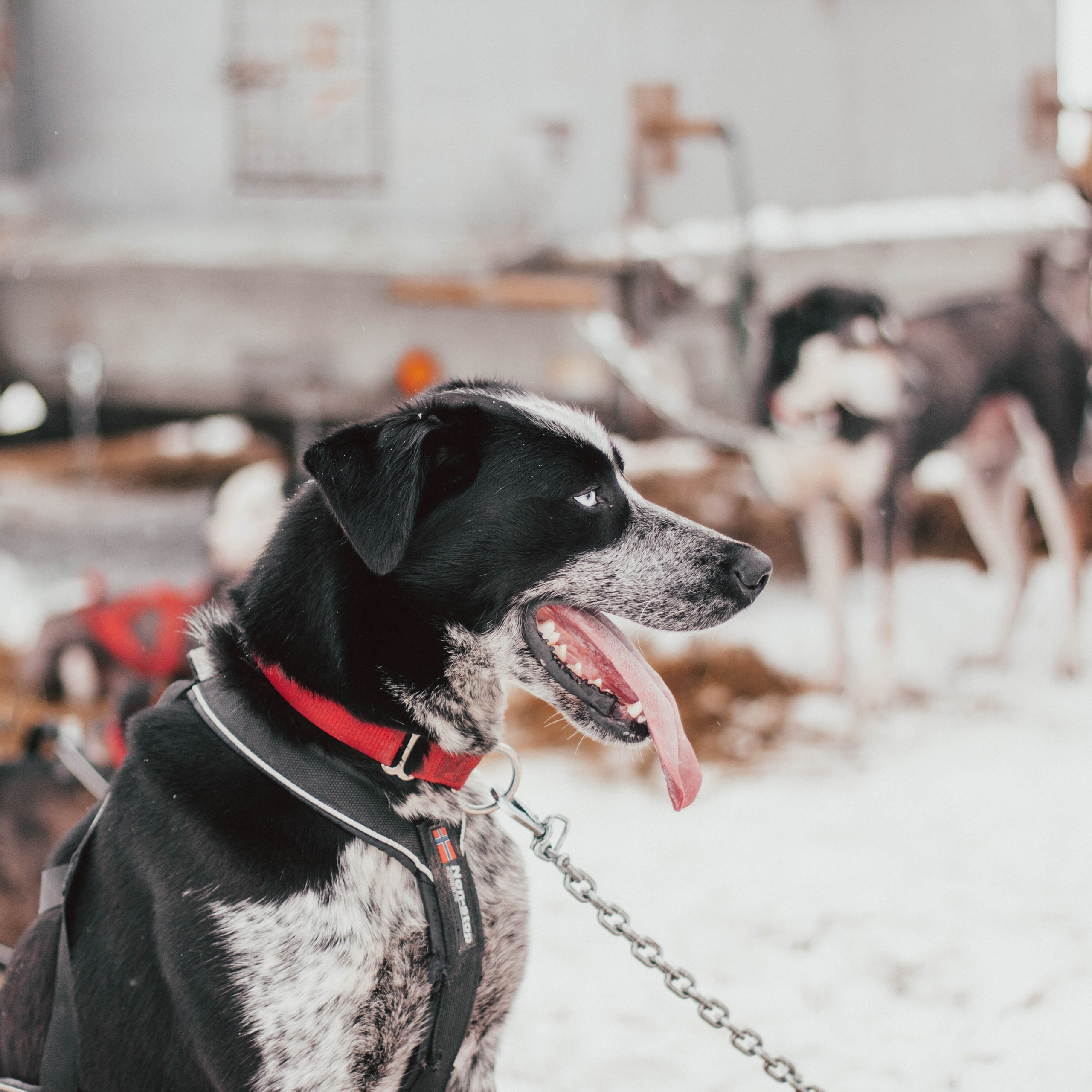 Гонки на ездовых собаках в Токсово